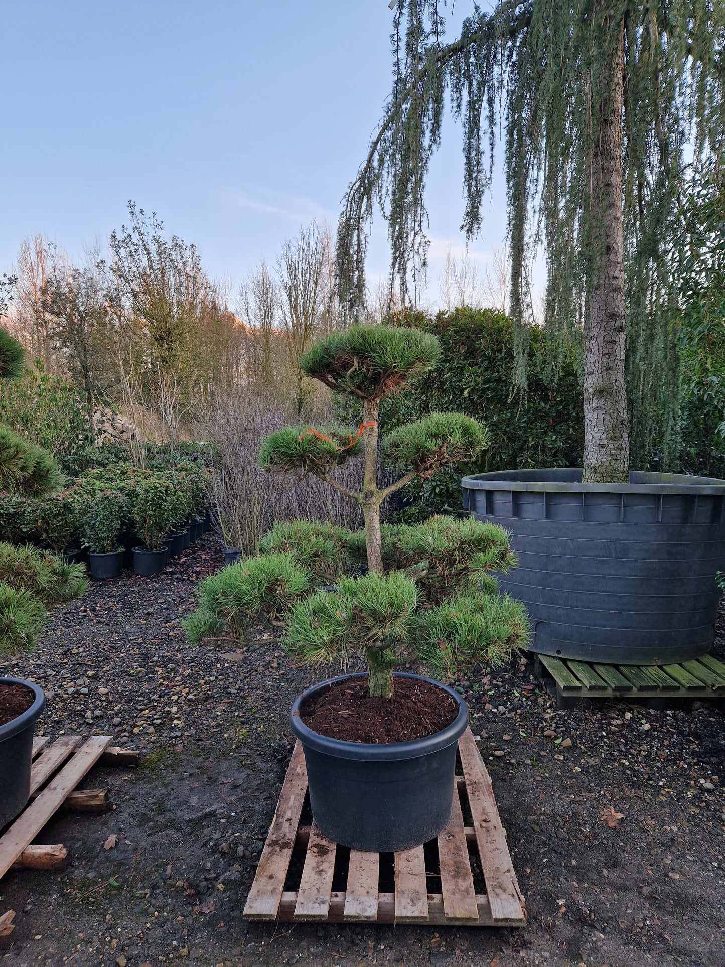 Pinus sylvestris Bonsai Nr 1.