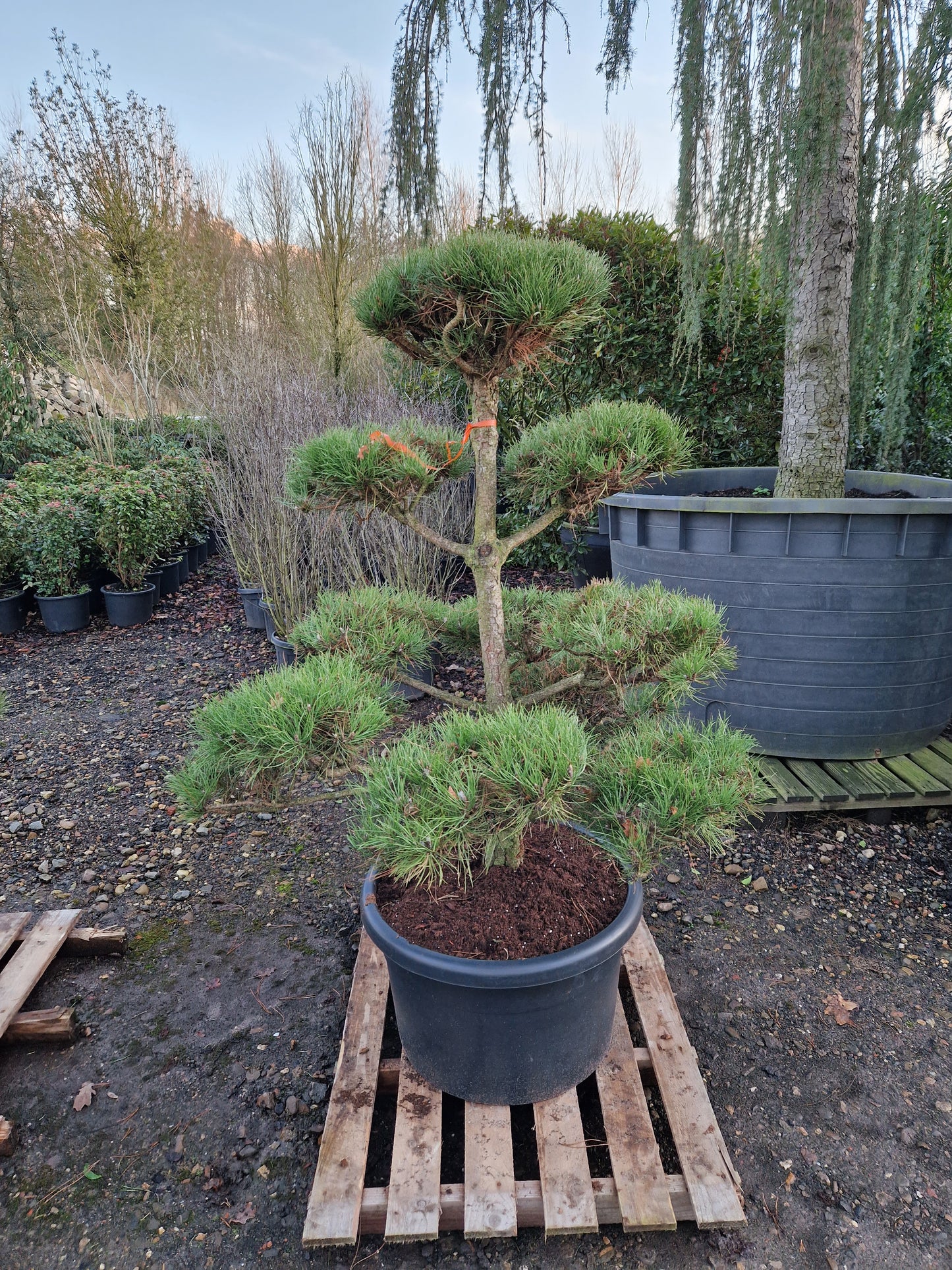 Pinus sylvestris Bonsai Nr 1.