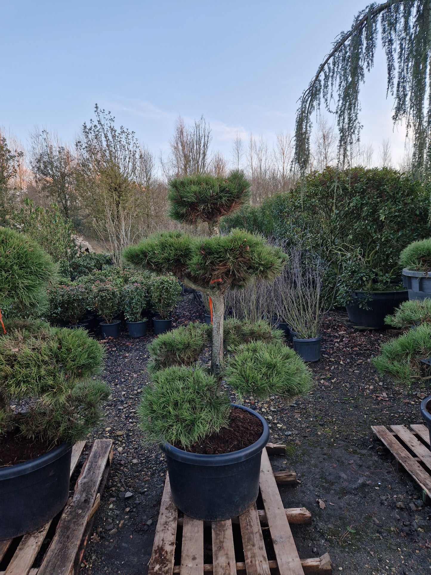 Pinus sylvestris Bonsai Nr 2.