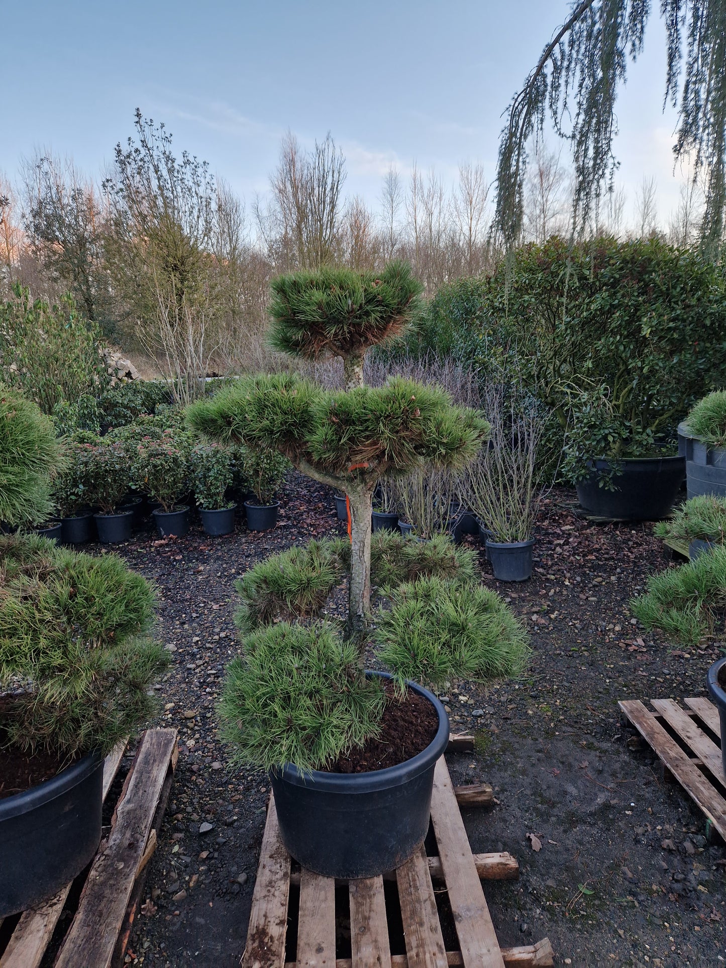 Pinus sylvestris Bonsai Nr 2.