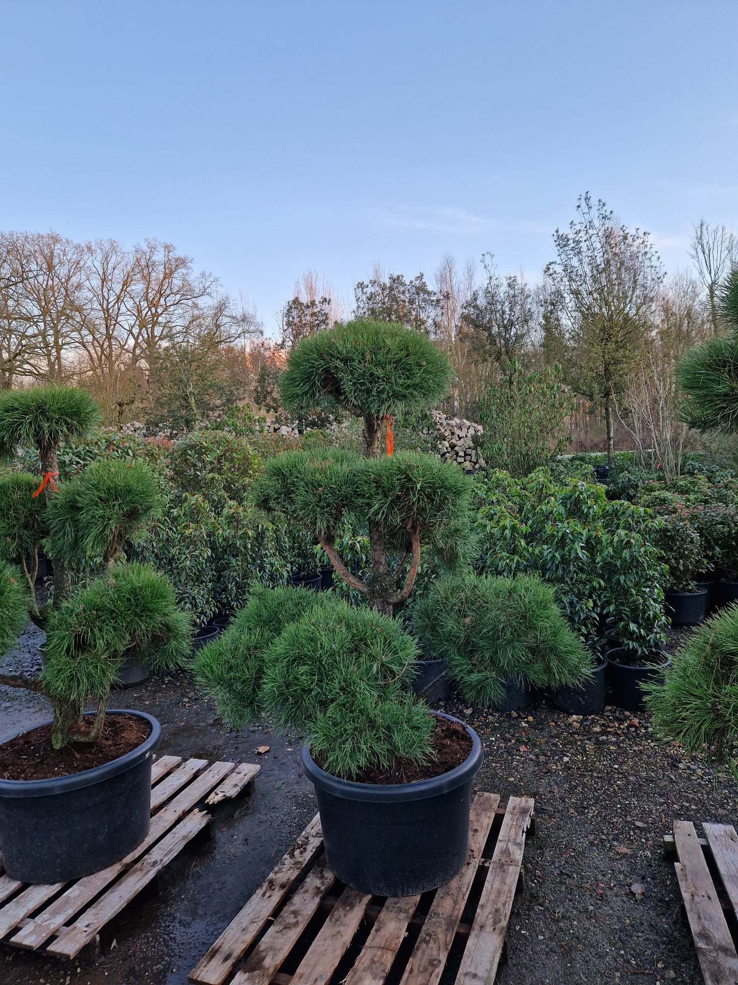 Pinus sylvestris Bonsai Nr 5.