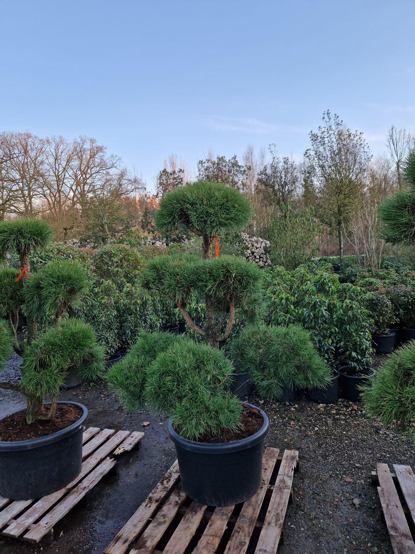 Pinus sylvestris Bonsai Nr 5.