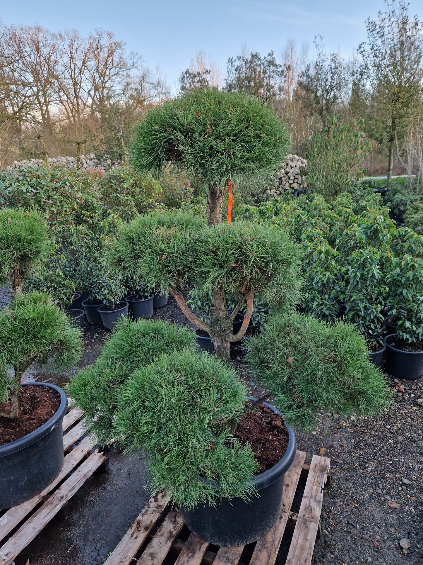 Pinus sylvestris Bonsai Nr 5.
