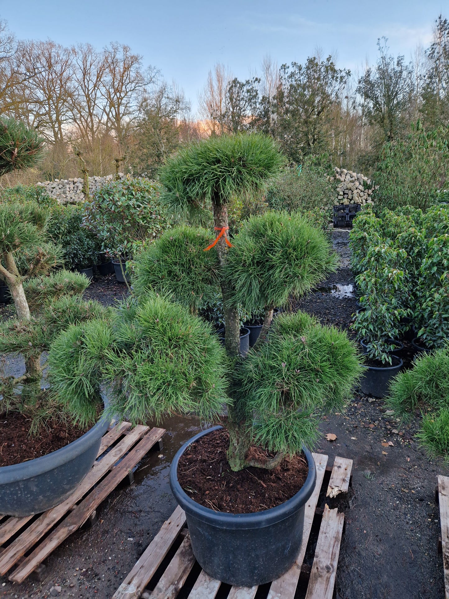 Pinus sylvestris Bonsai Nr 6.