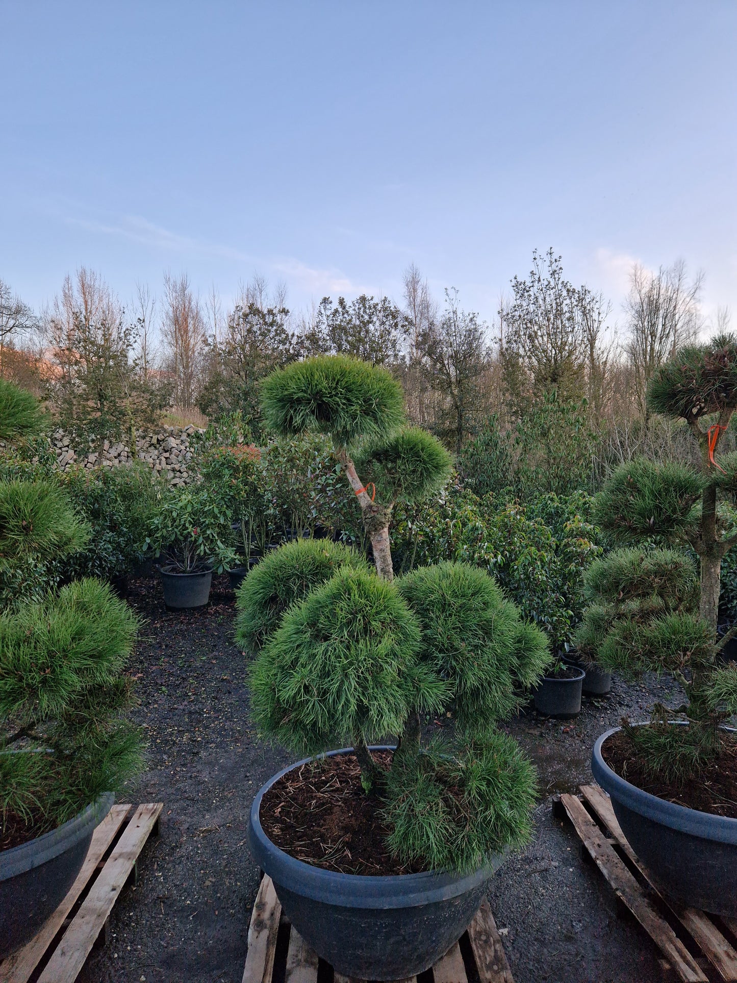 Pinus sylvestris Bonsai Nr 8. Sierpot