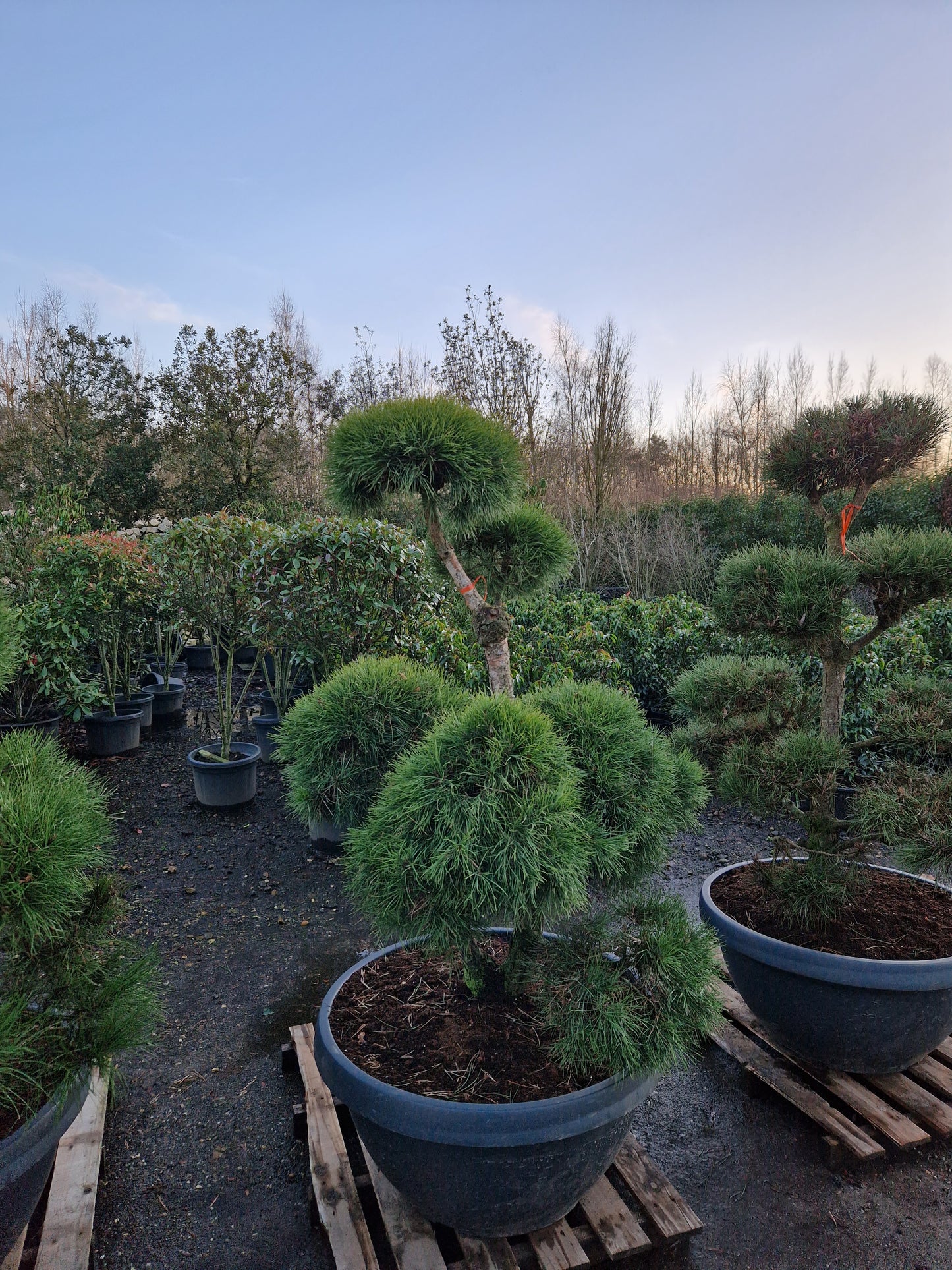 Pinus sylvestris Bonsai Nr 8. Sierpot
