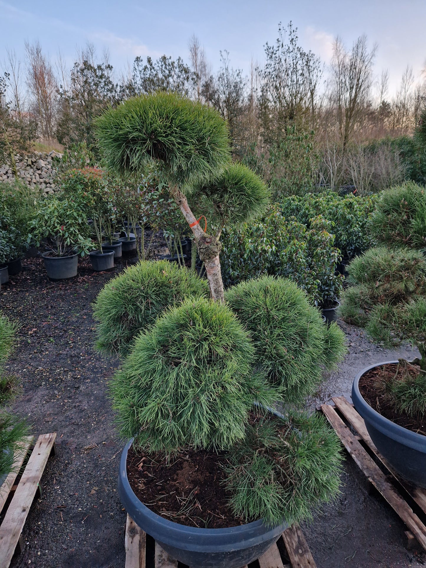 Pinus sylvestris Bonsai Nr 8. Sierpot
