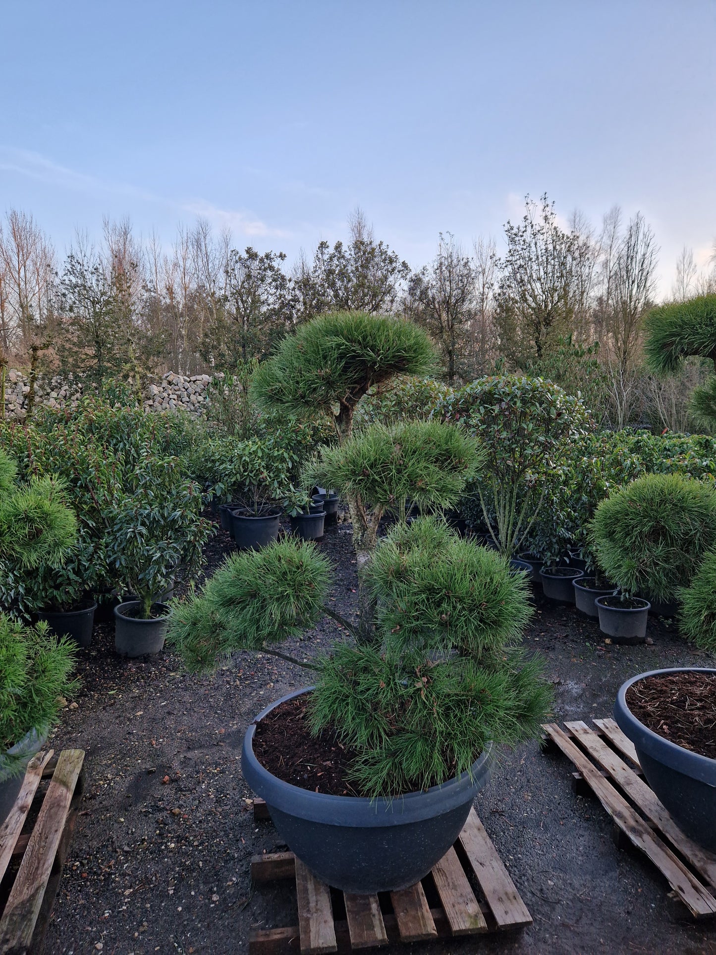 Pinus sylvestris Bonsai Nr 10. Sierpot