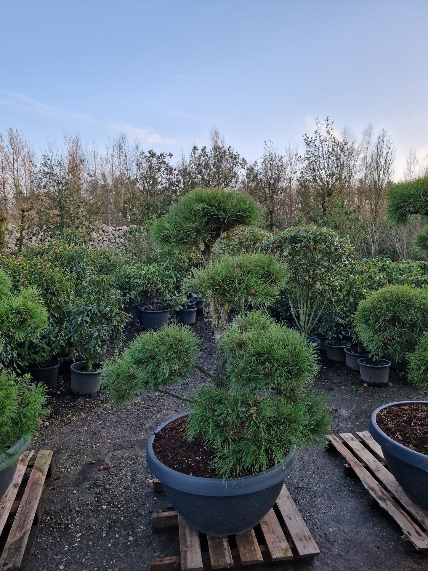 Pinus sylvestris Bonsai Nr 10. Sierpot