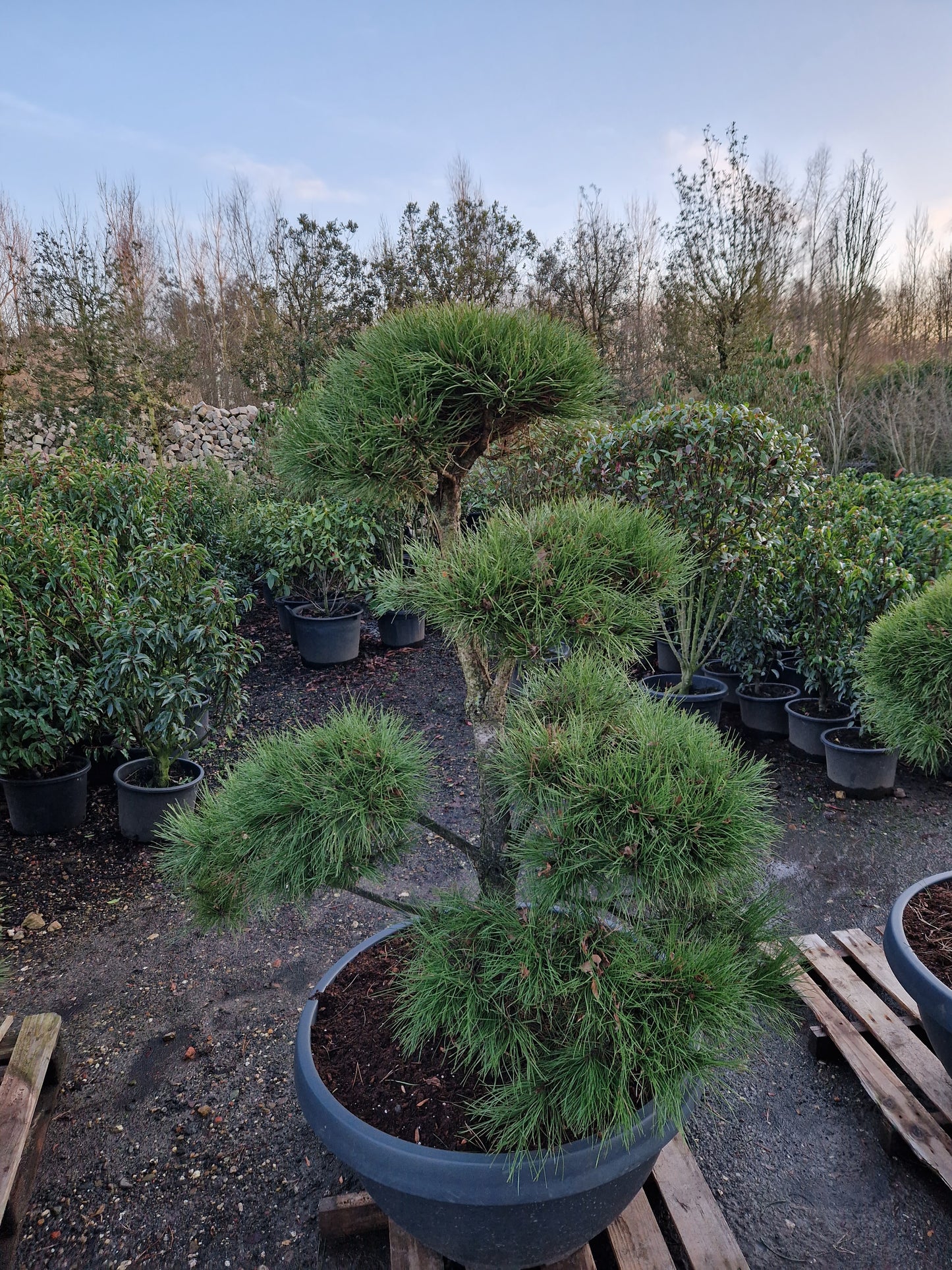 Pinus sylvestris Bonsai Nr 10. Sierpot