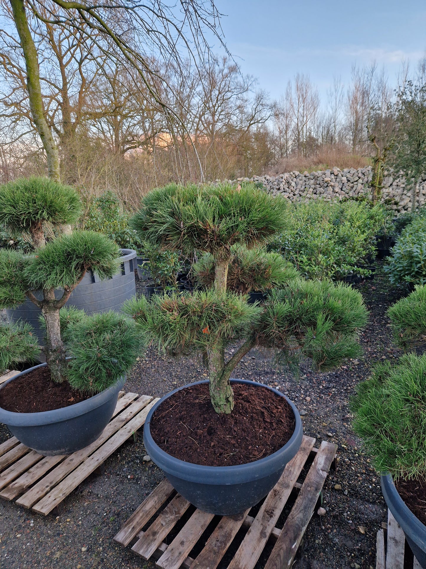 Pinus sylvestris Bonsai Nr 12. Sierpot