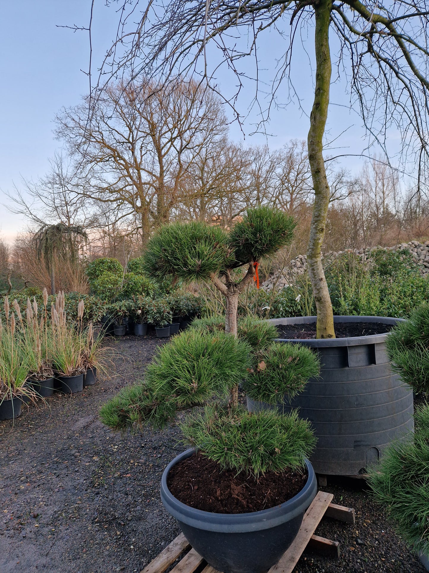 Pinus sylvestris Bonsai Nr 14. Sierpot