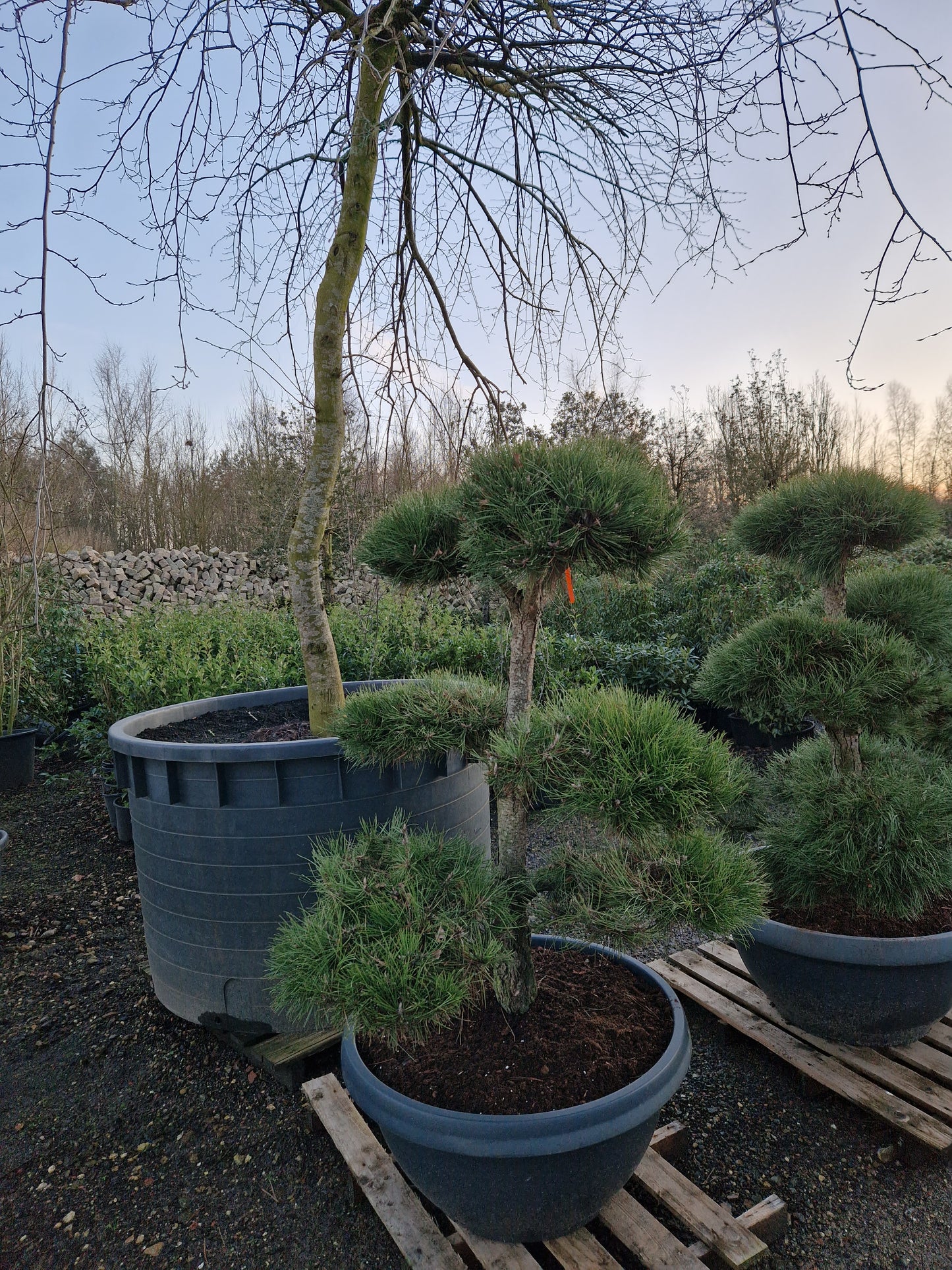 Pinus sylvestris Bonsai Nr 14. Sierpot