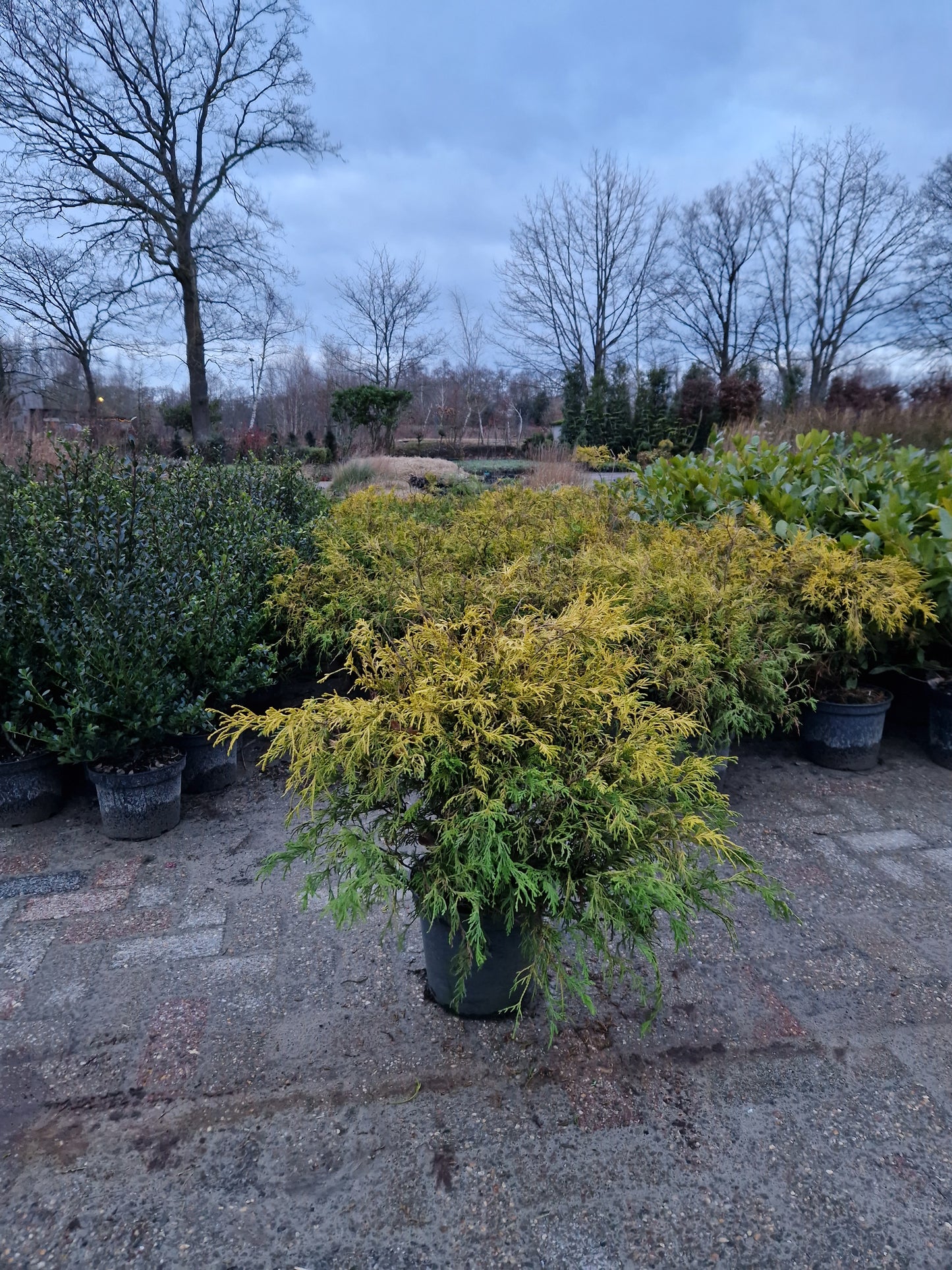 Chamaecyparis Pisifera Filifera Aurea Sawara Cypres