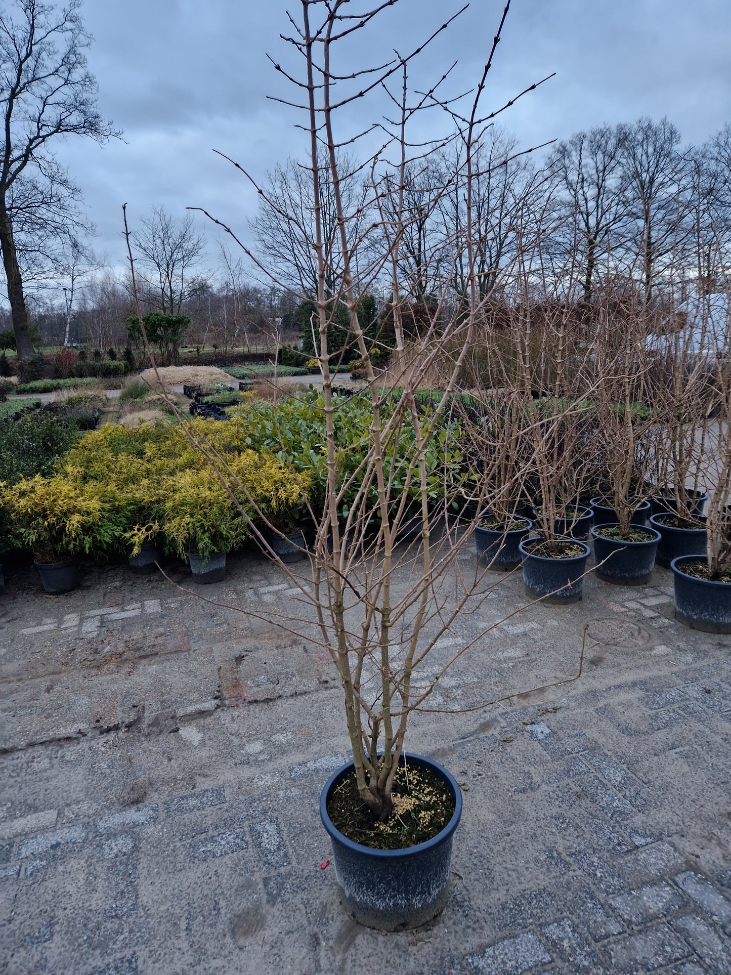 Viburnum plicatum "st. keverne" sneeuwbal 200cm Wit