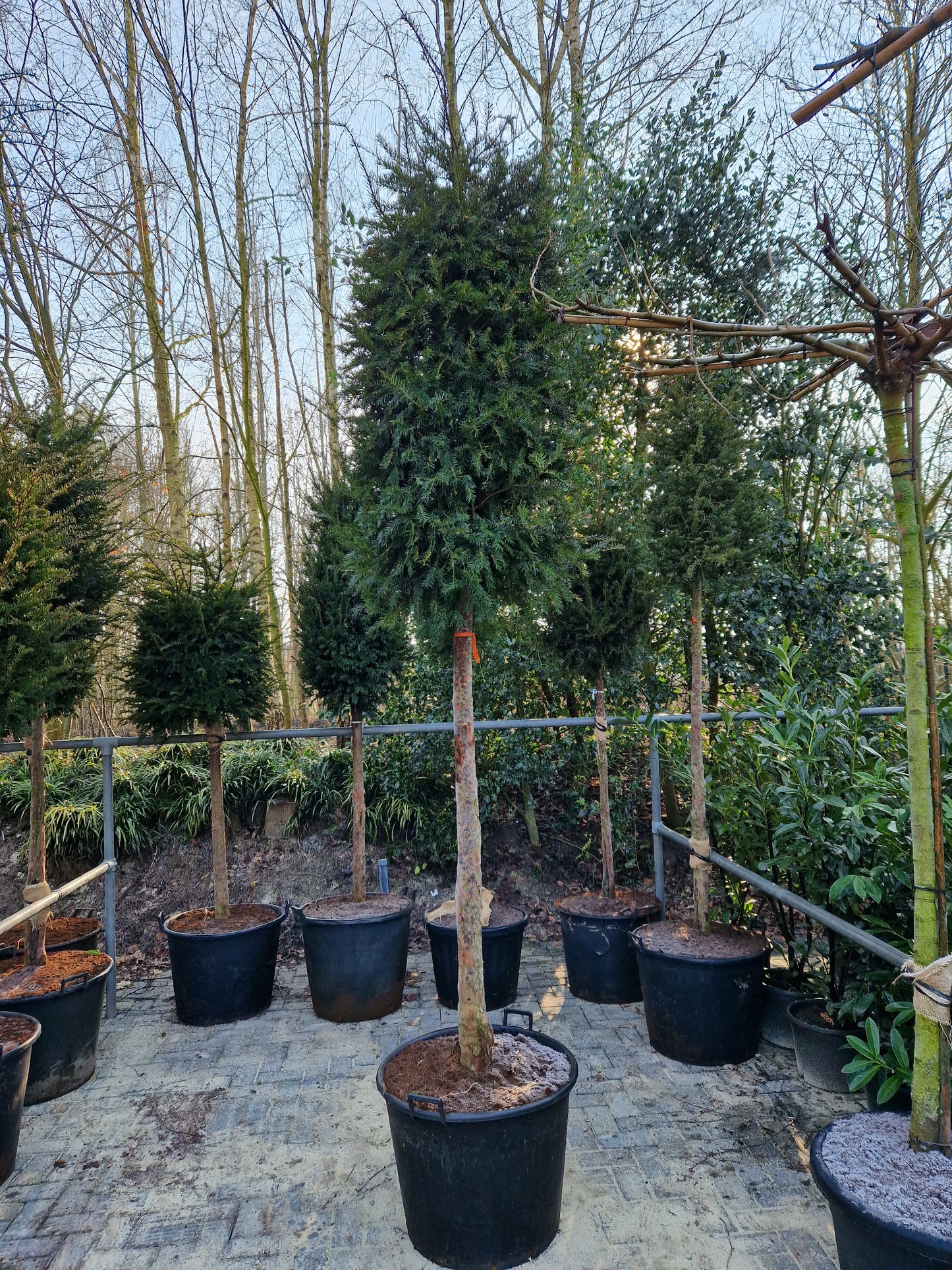 Taxus baccata Hoogstam