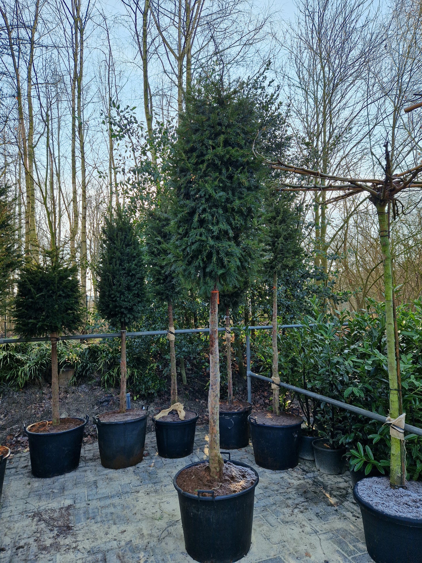 Taxus baccata Hoogstam