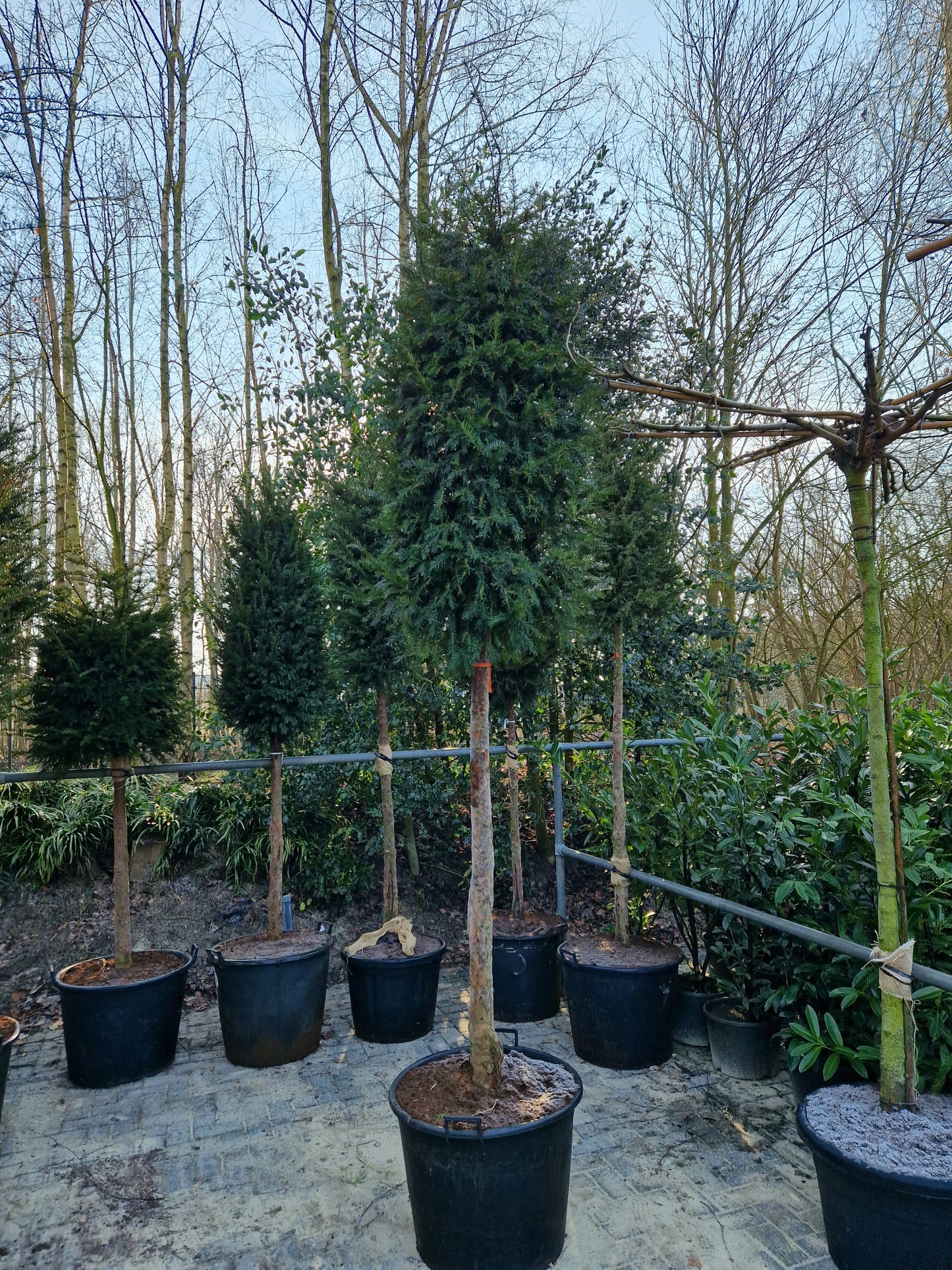 Taxus baccata Hoogstam