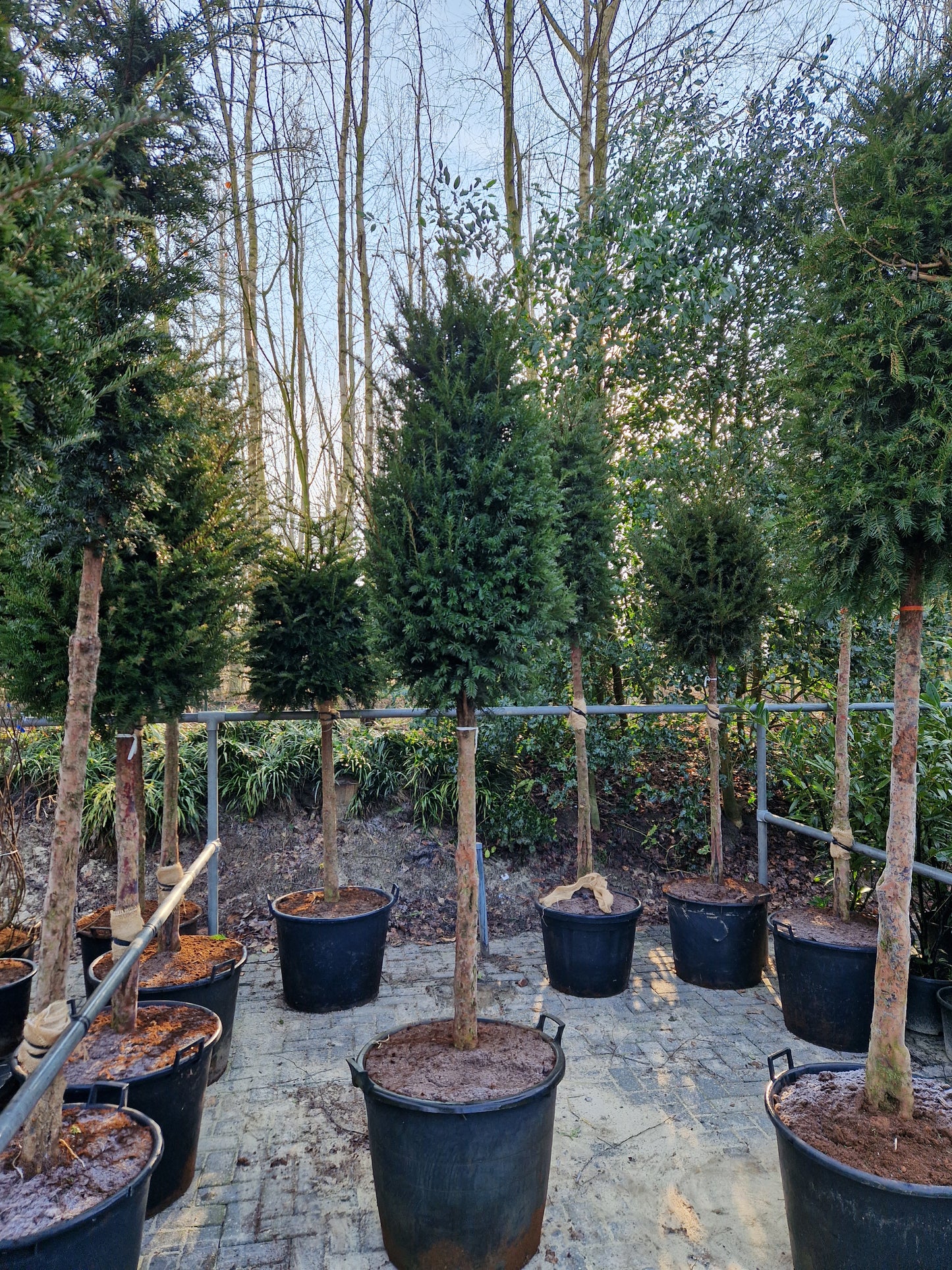 Taxus baccata Laagstam