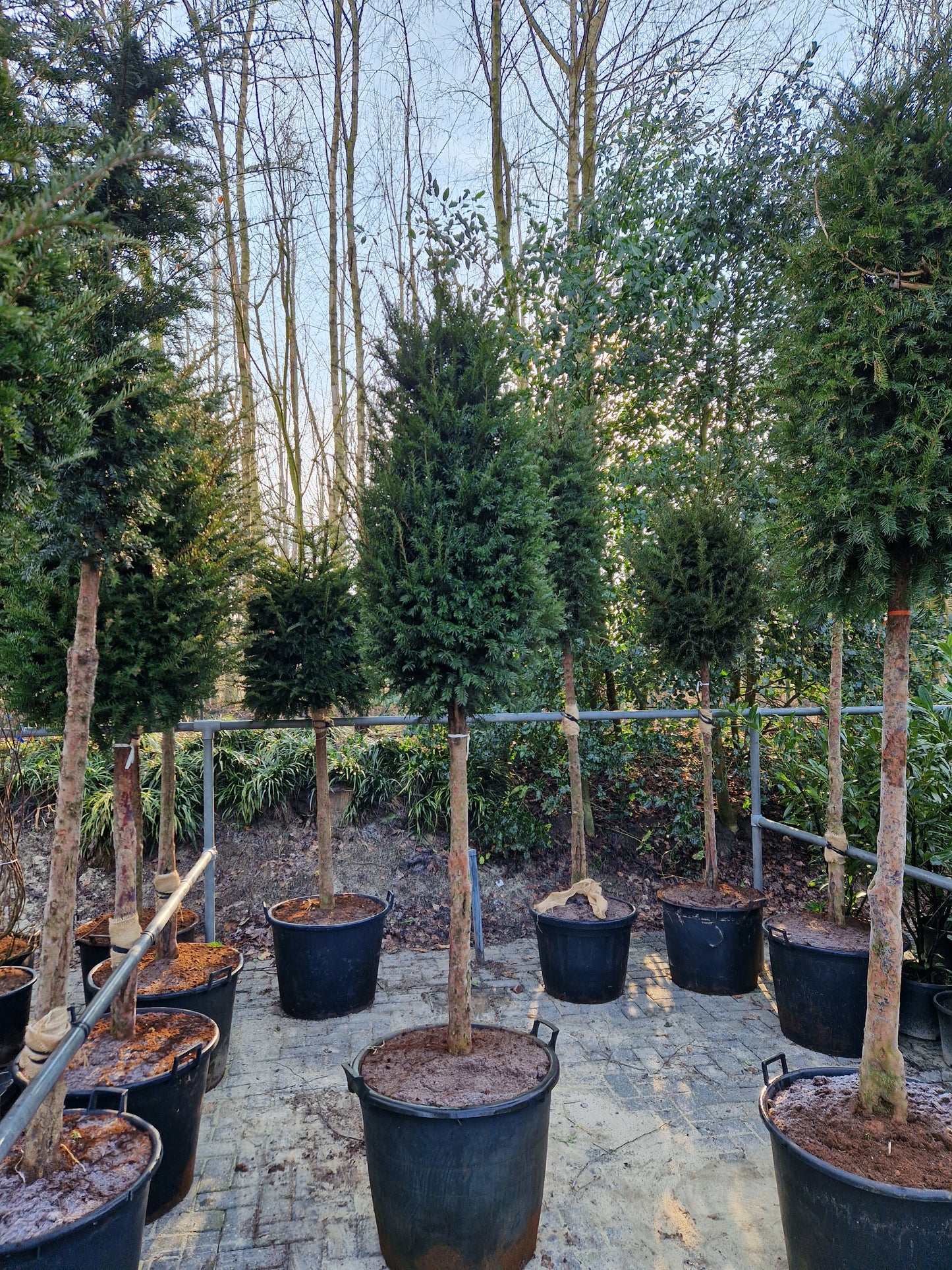 Taxus baccata Laagstam