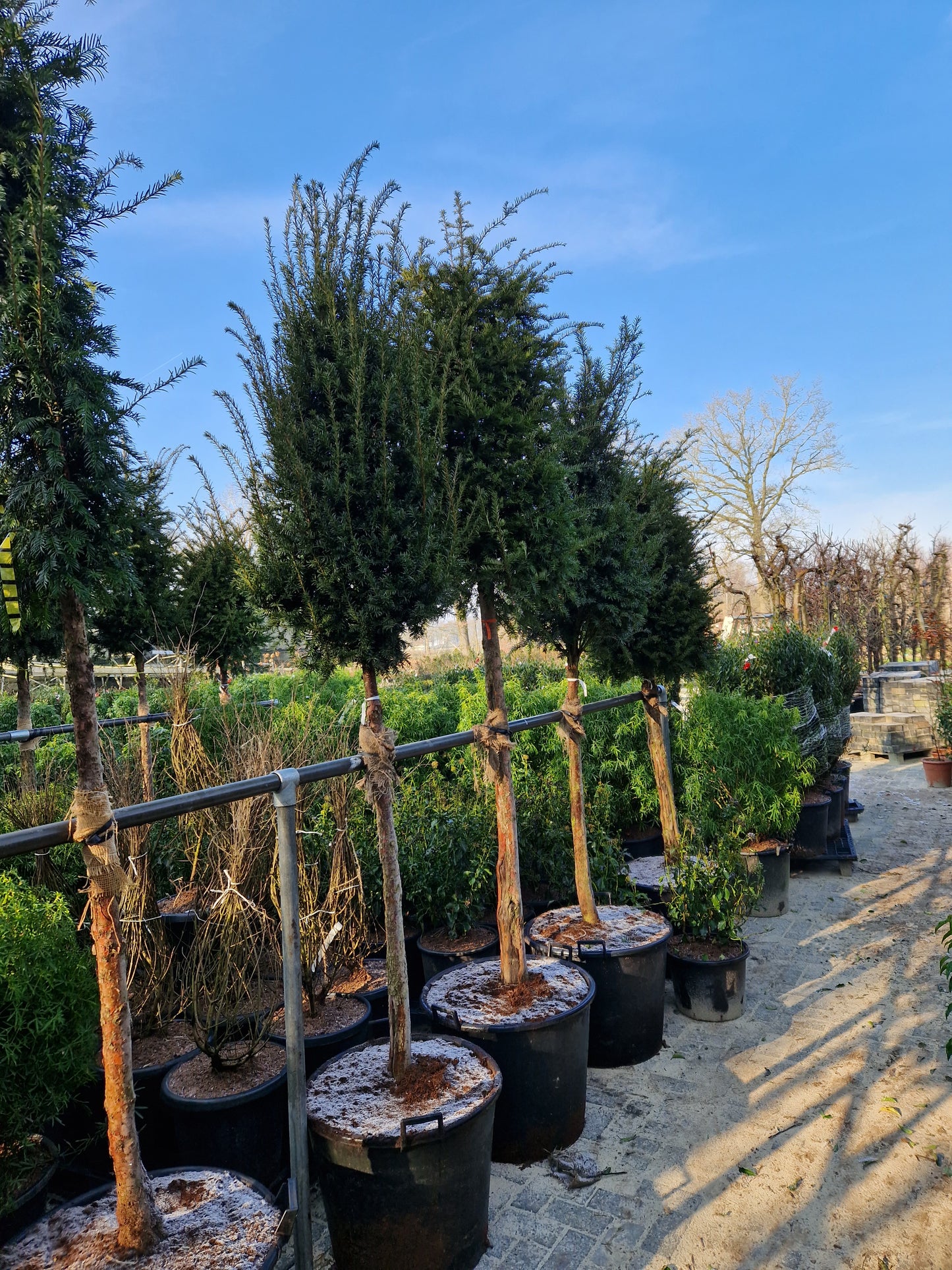 Taxus baccata Hoogstam