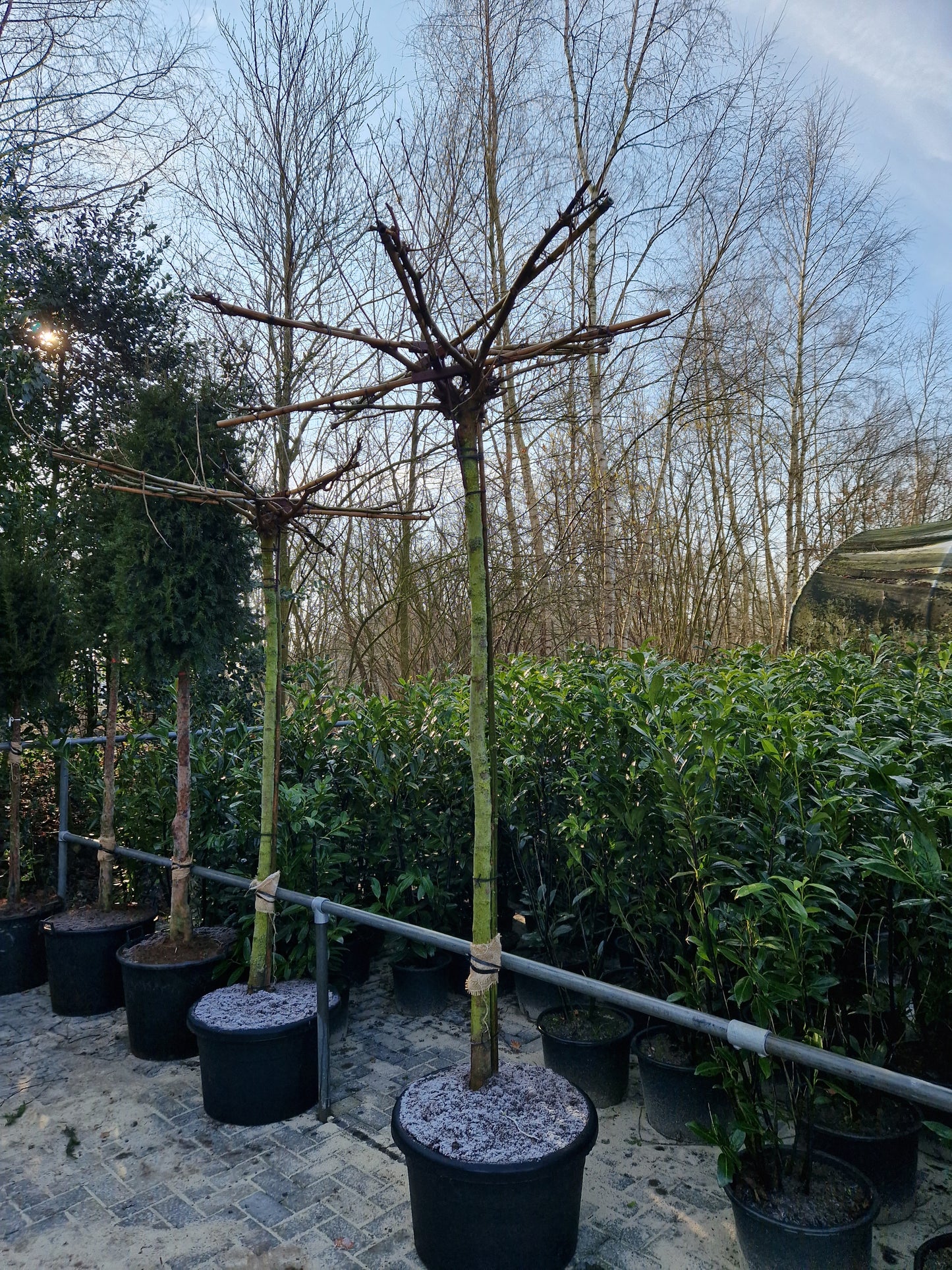 Morus alba Fruitless Dakmoerbei dakboom