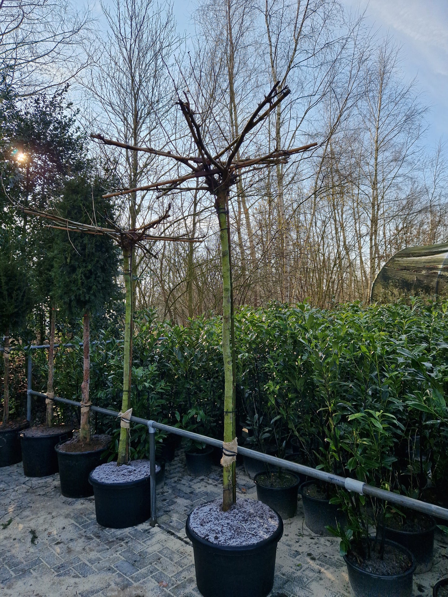 Morus alba Fruitless Dakmoerbei dakboom