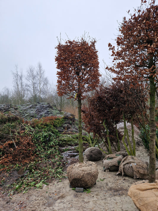 Fagus Sylvatica XXL groene Blokbeuk vormsnoei