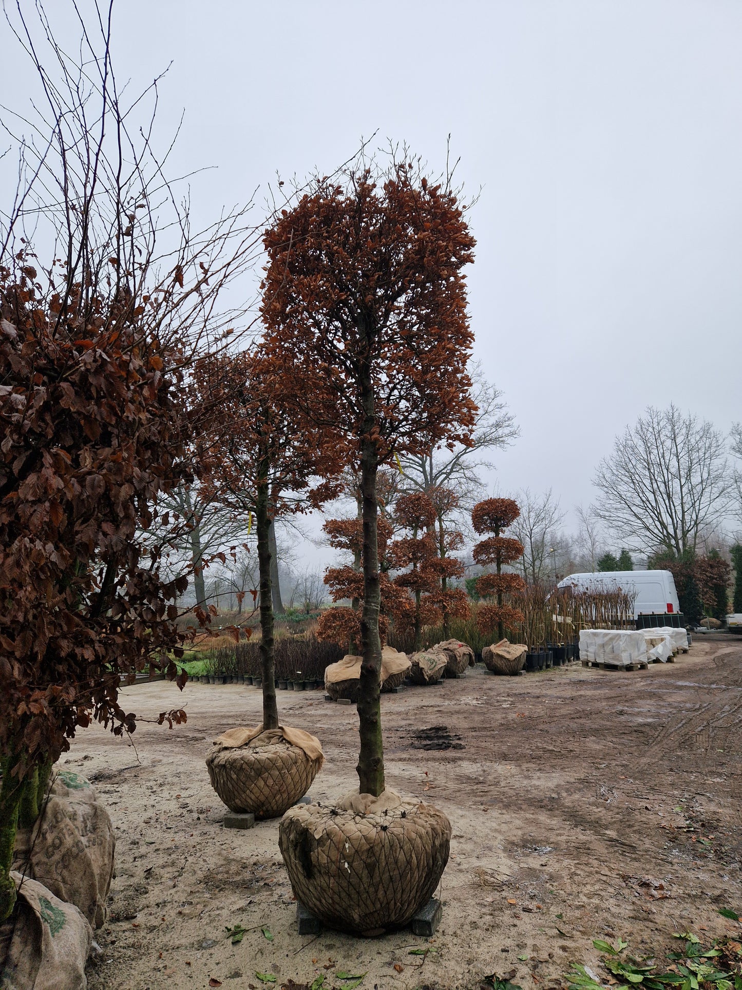 Fagus Sylvatica XXL groene Blokbeuk vormsnoei