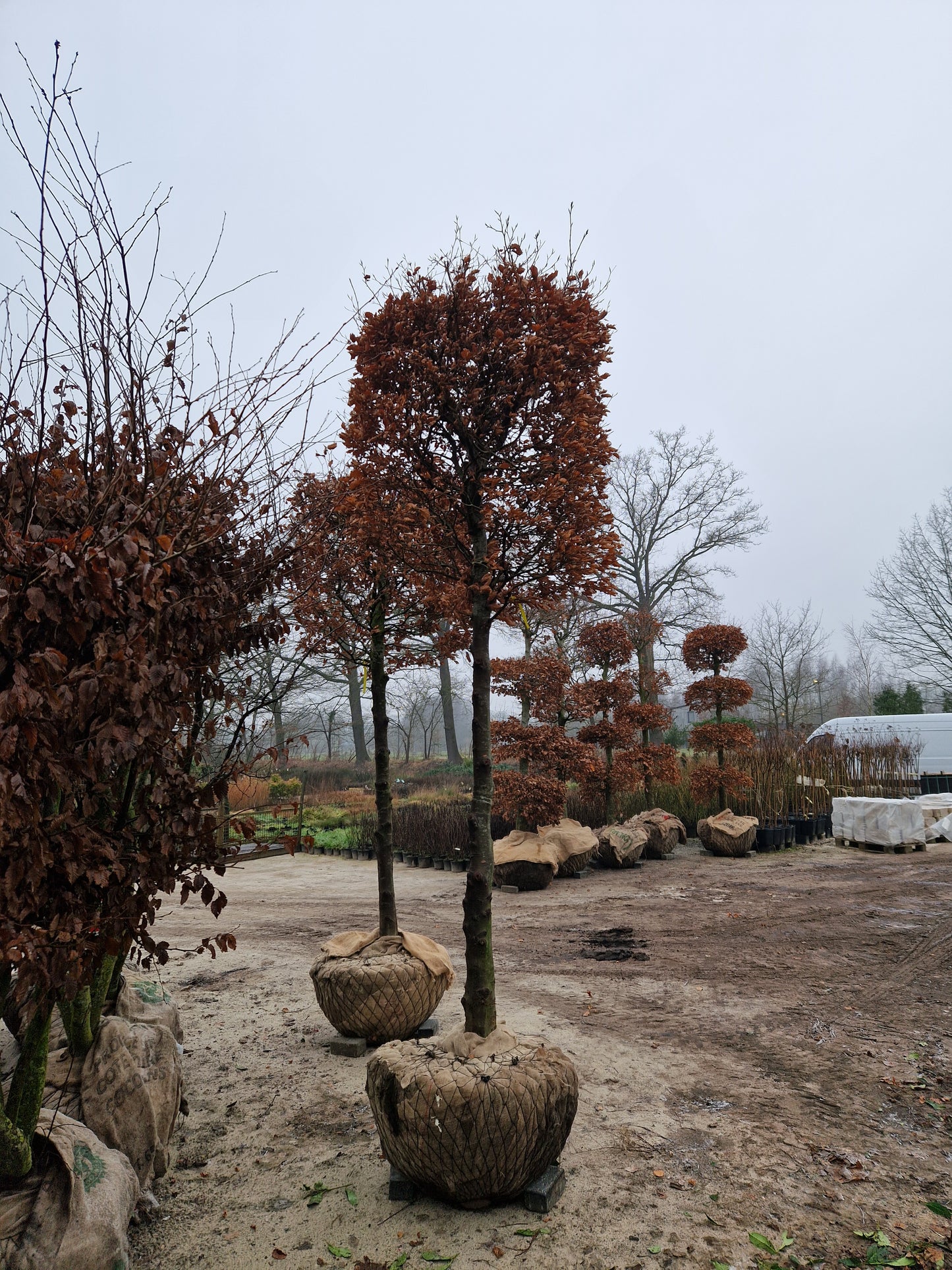 Fagus Sylvatica XXL groene Blokbeuk vormsnoei