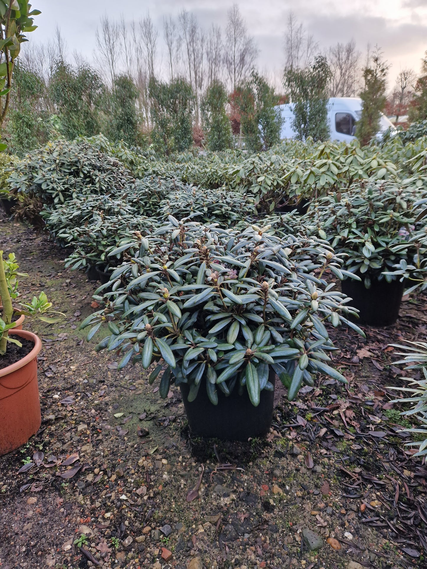 Rhododendron Yakushimanum Edelweiss
