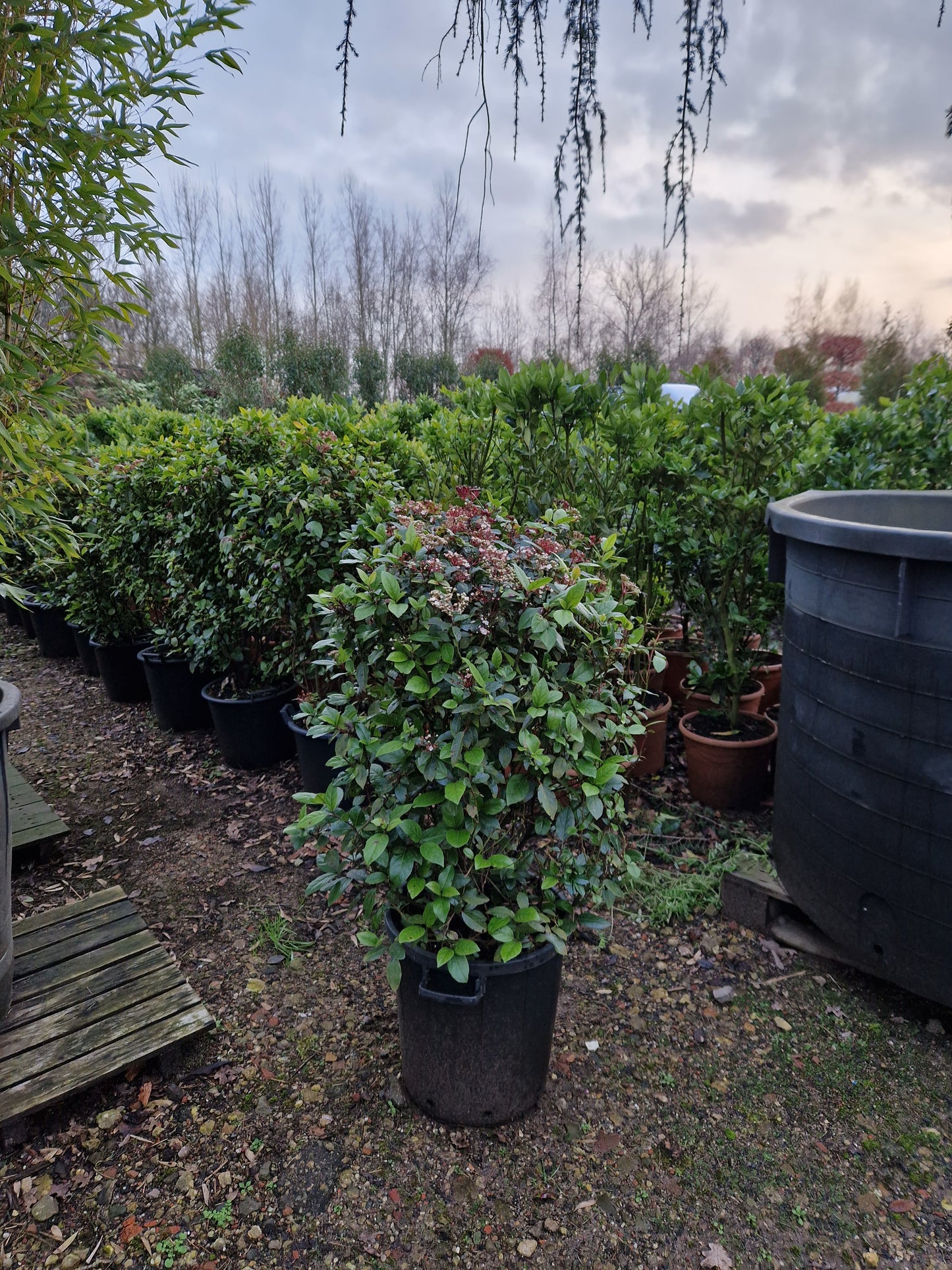 Viburnum tinus sneeuwbal