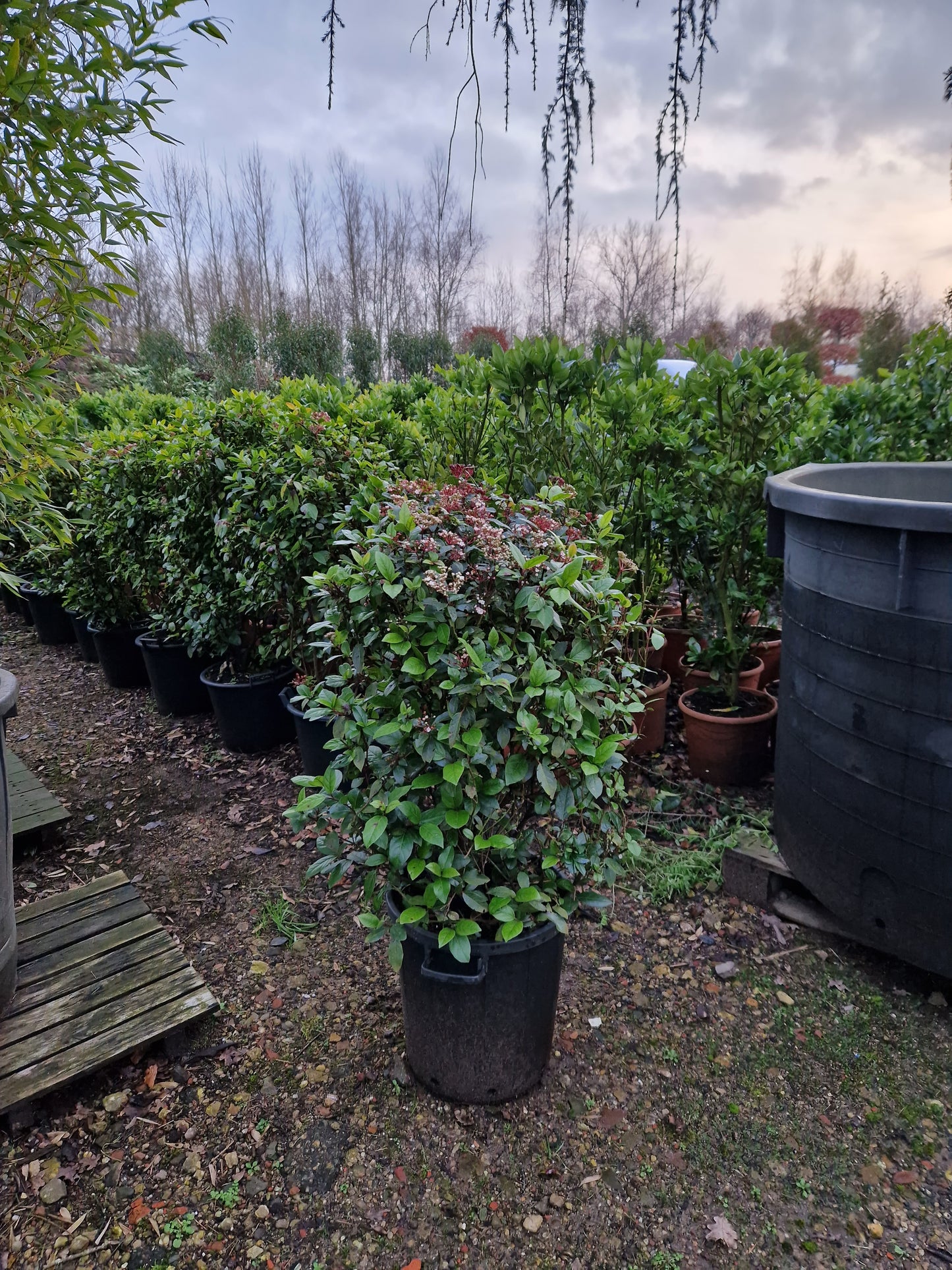 Viburnum tinus sneeuwbal