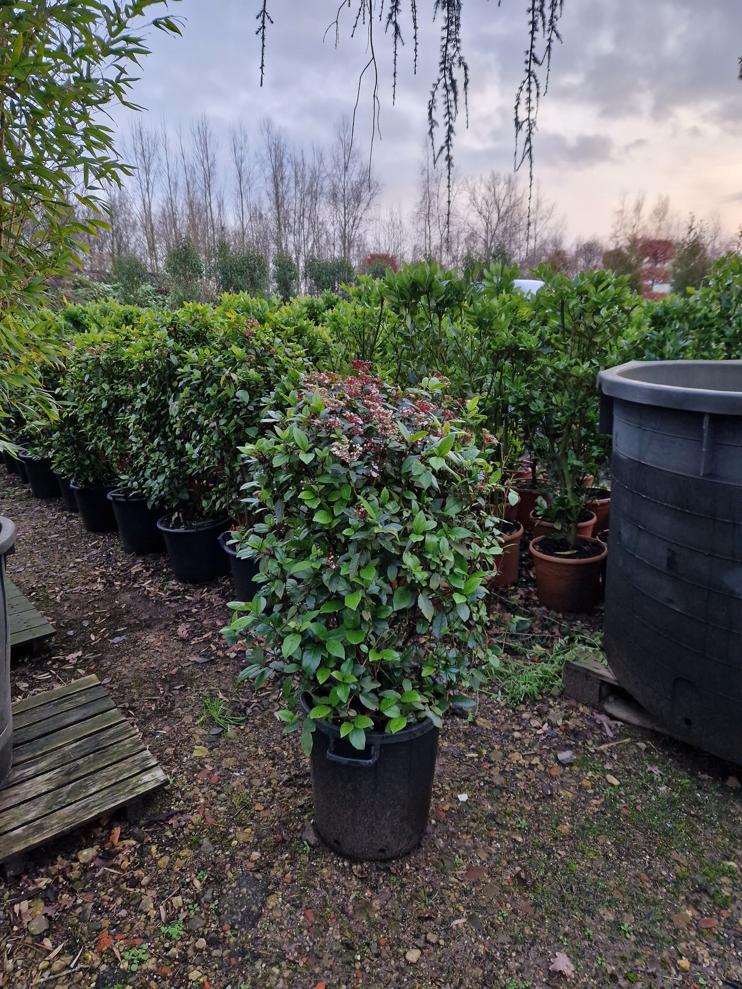 Viburnum tinus sneeuwbal