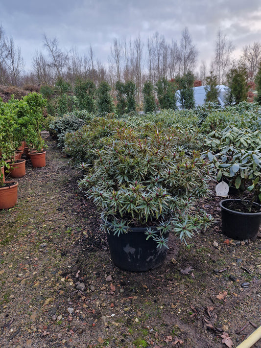 Rhododendron Ponticum Graziella