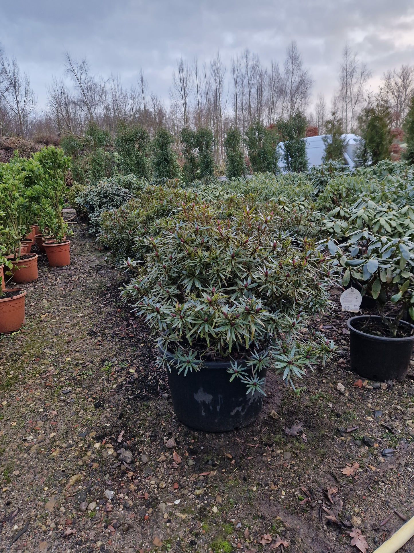 Rhododendron Ponticum Graziella