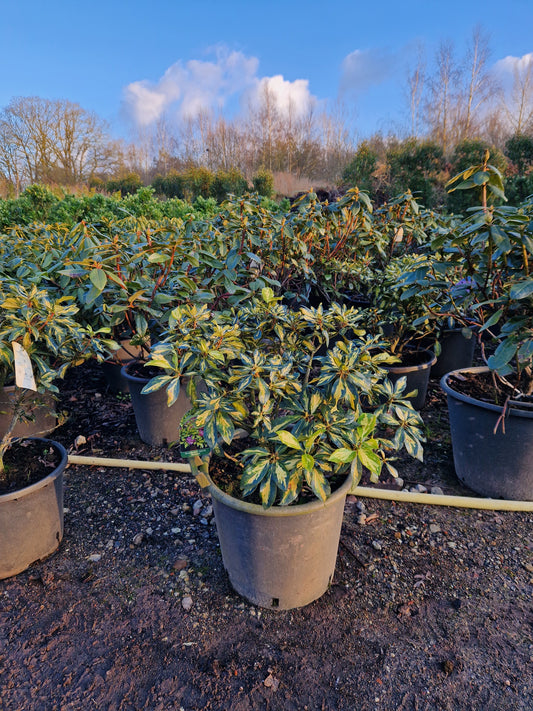 Rhododendron Blattgold goudbont 40-50cm