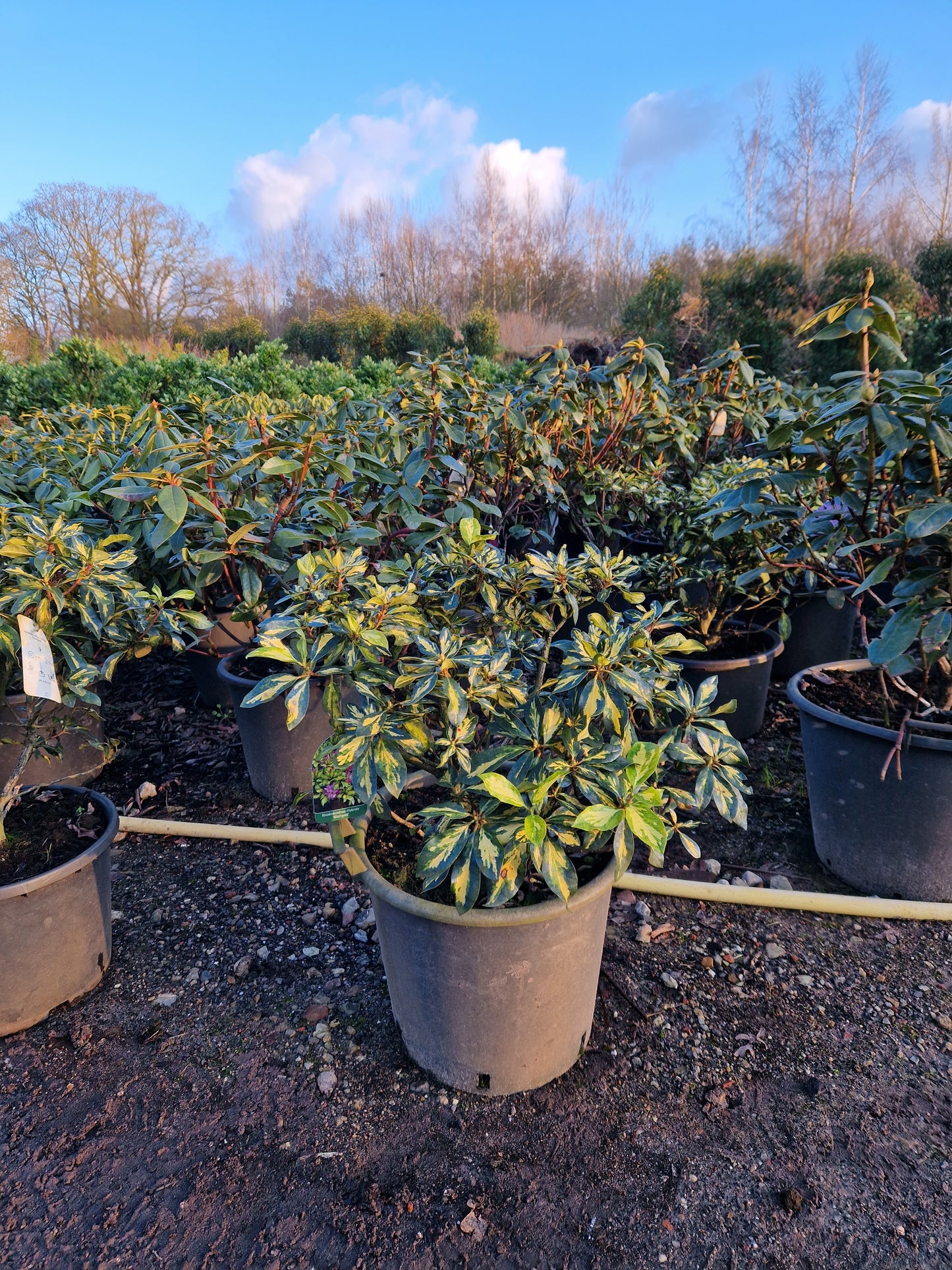 Rhododendron Blattgold goudbont 40-50cm