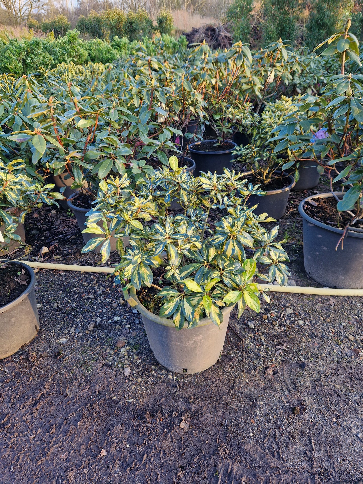 Rhododendron Blattgold goudbont 40-50cm
