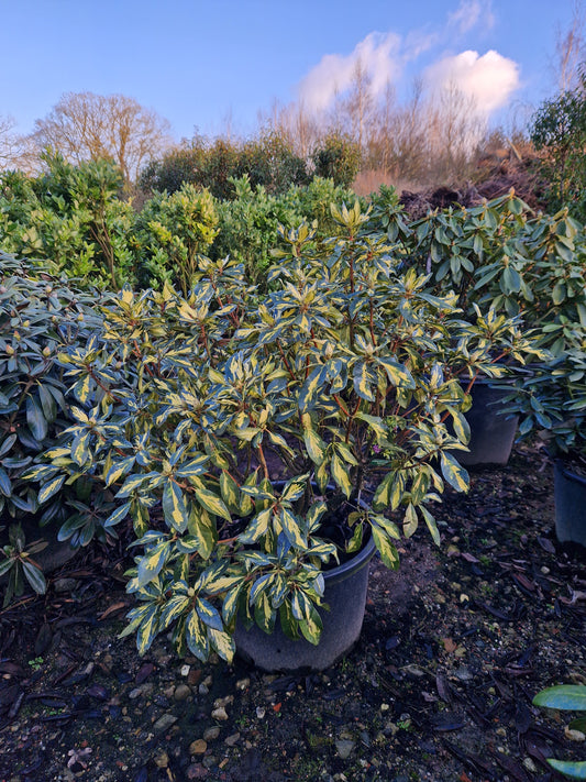 Rhododendron Blattgold goudbont 60-70cm