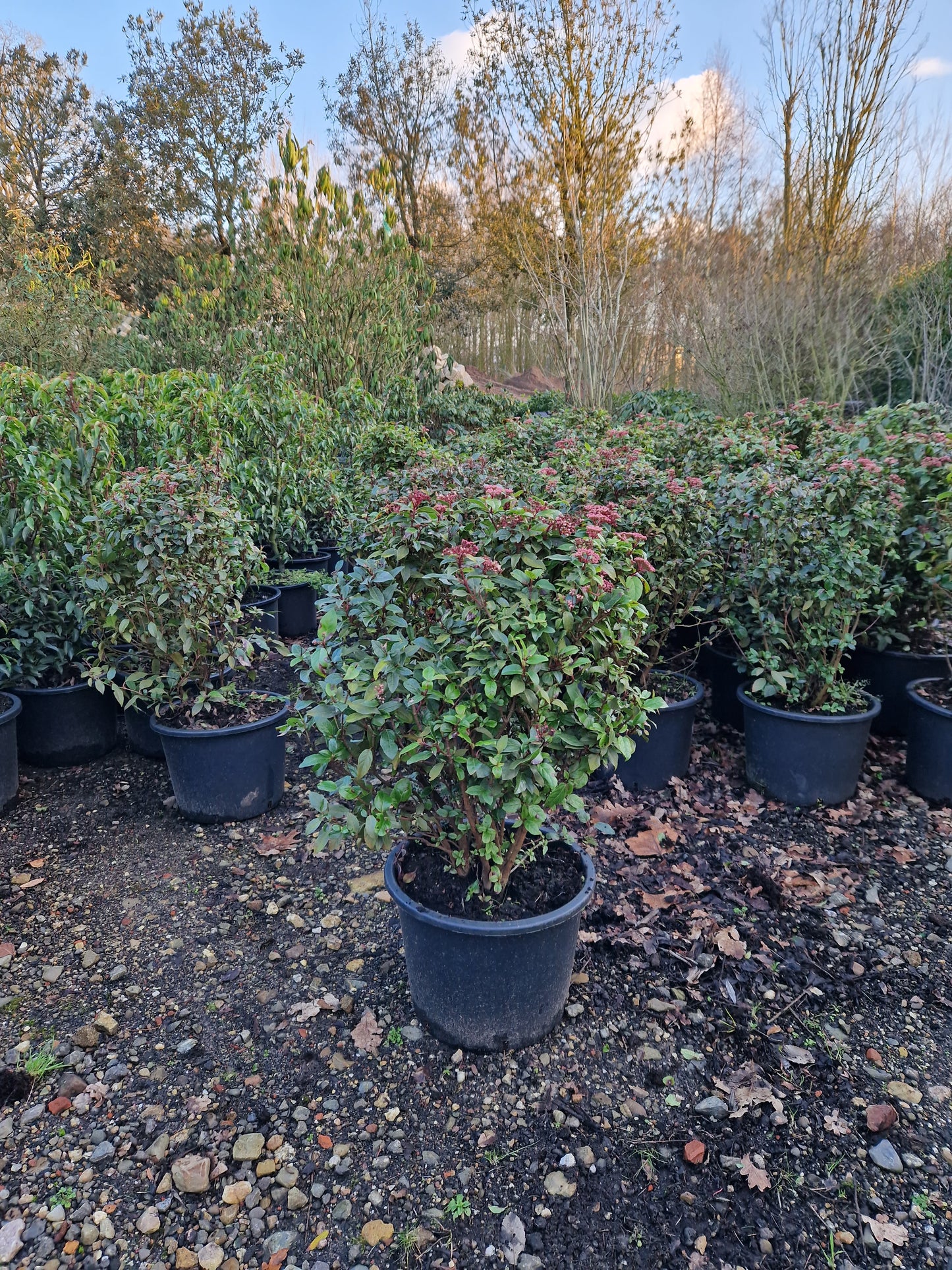 Viburnum tinus sneeuwbal