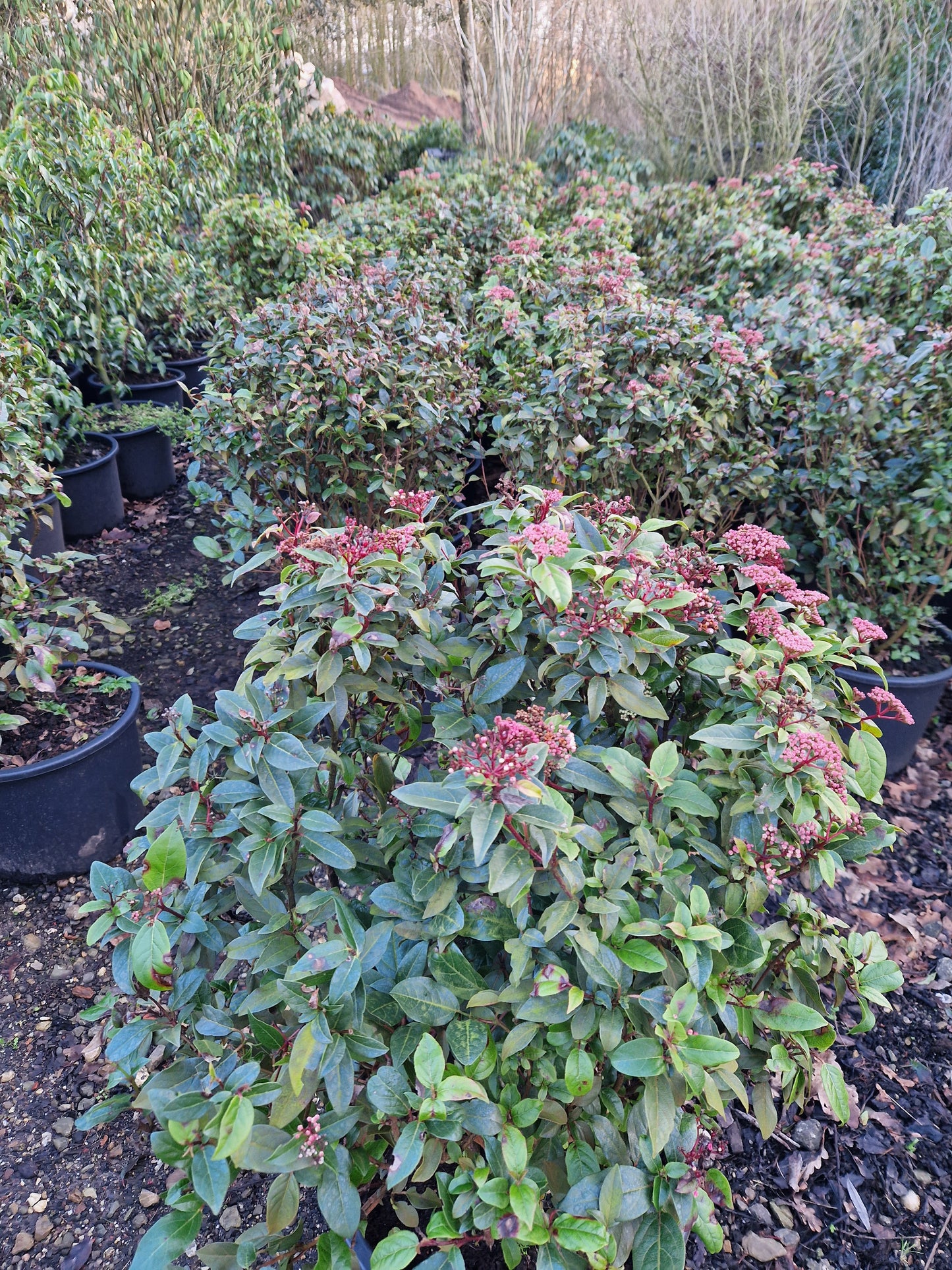 Viburnum tinus sneeuwbal