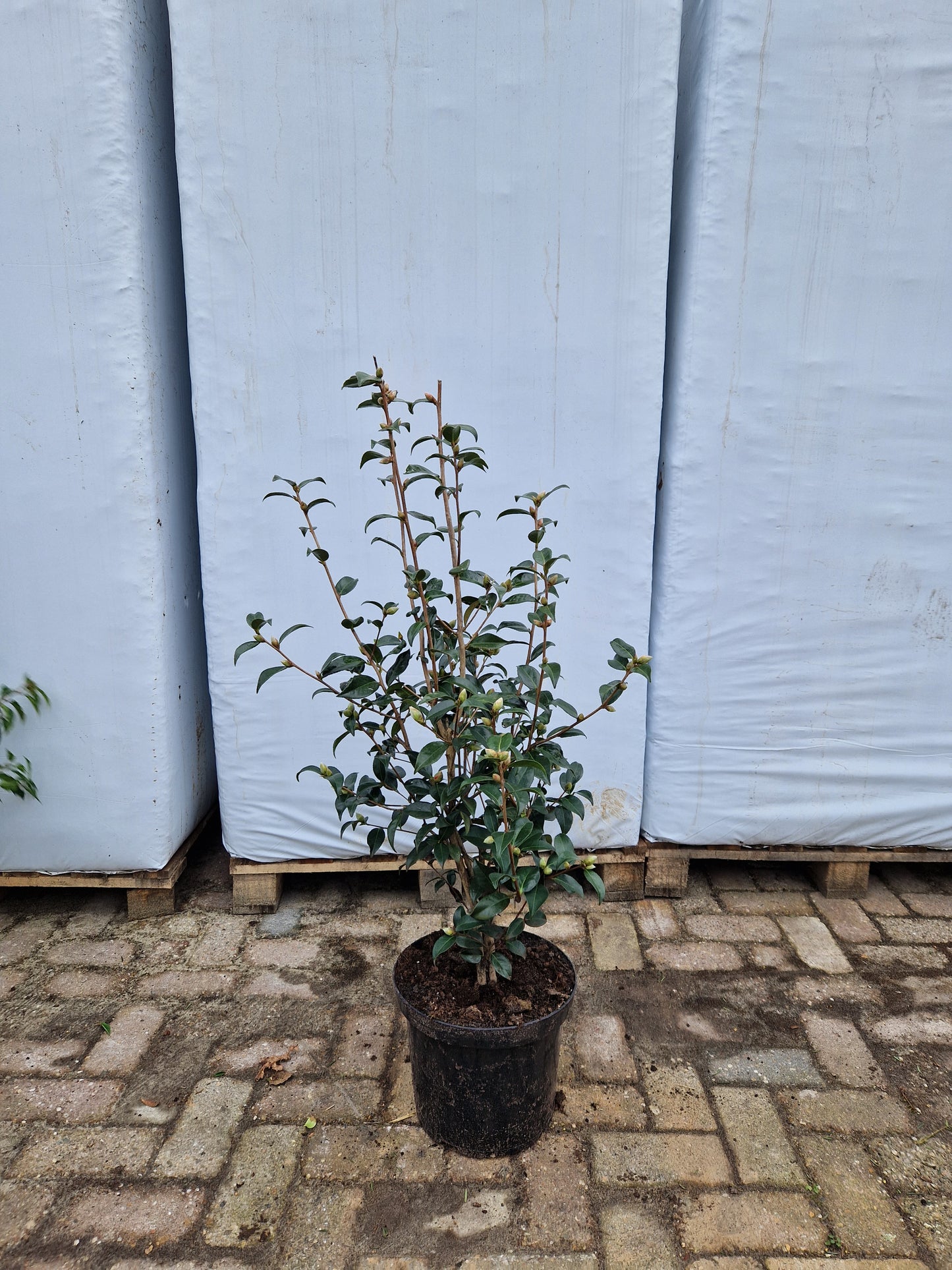 Camellia Sasanqua japanse roos Rood Roze