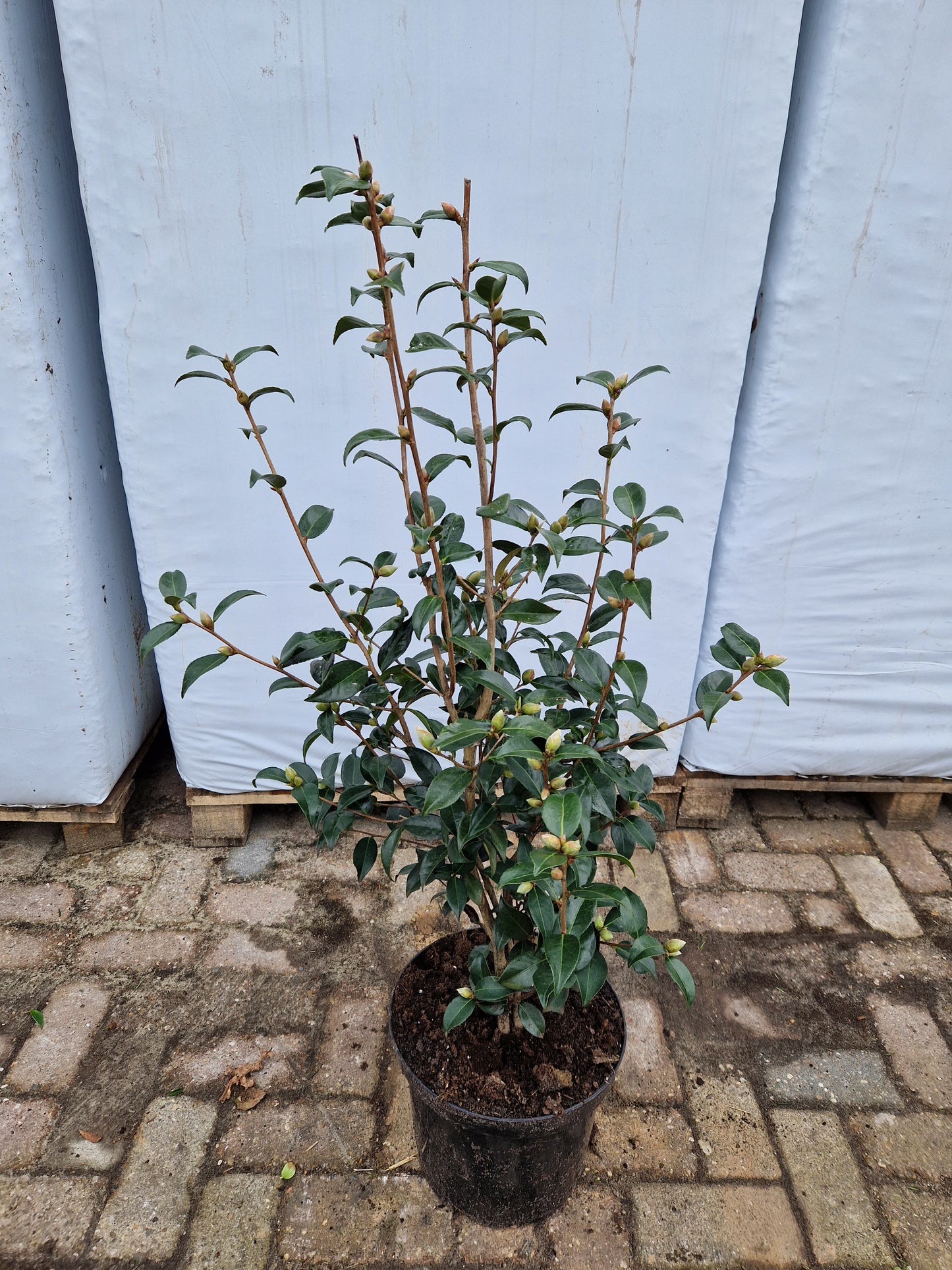 Camellia Sasanqua japanse roos Rood Roze