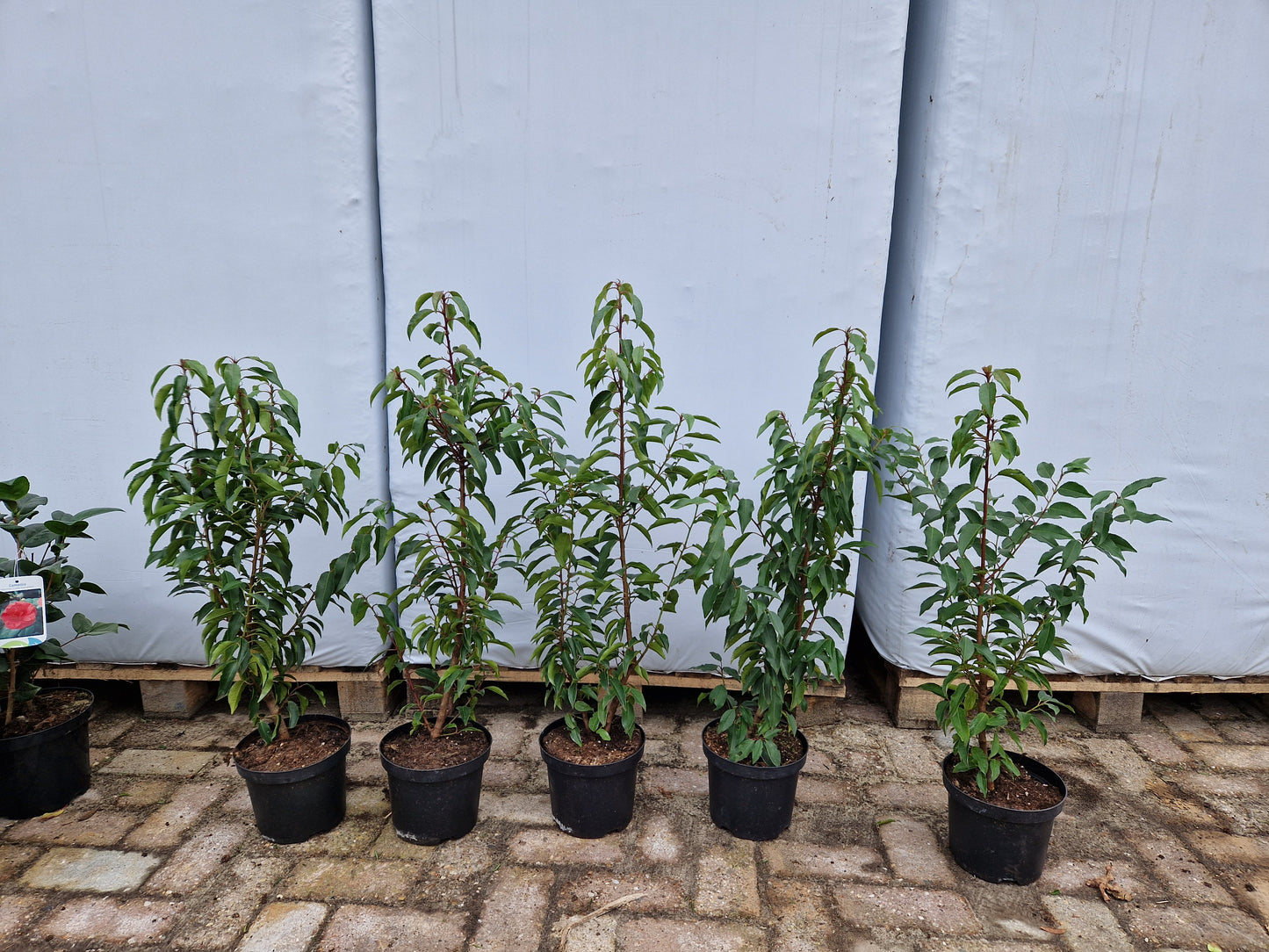 Prunus Lusicanica Angustifolia 60-80cm Portugese Laurier