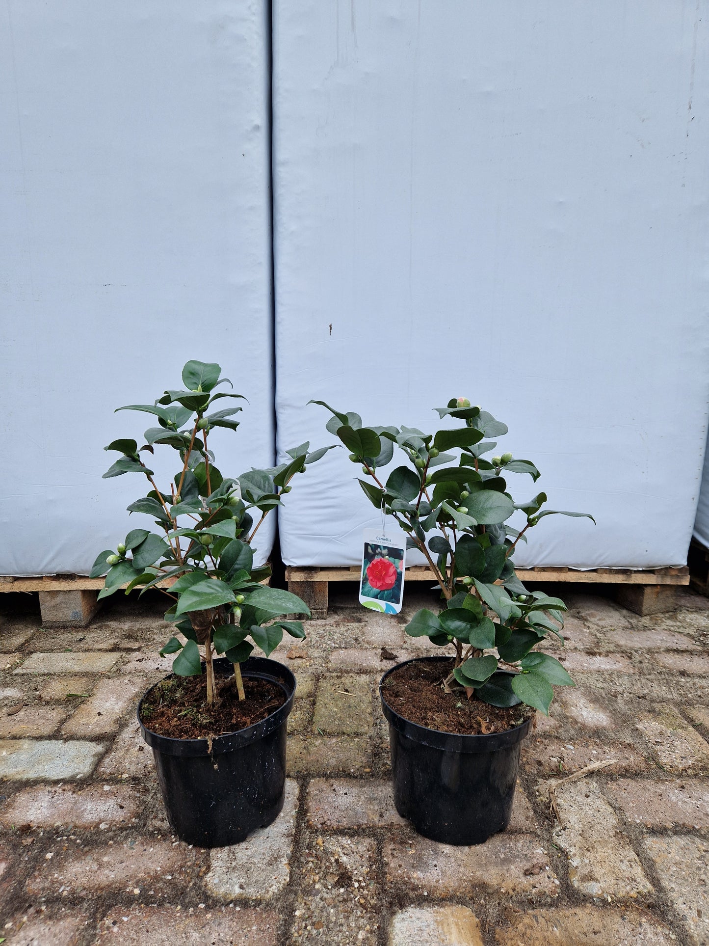 Camellia Japonica Lady campbell