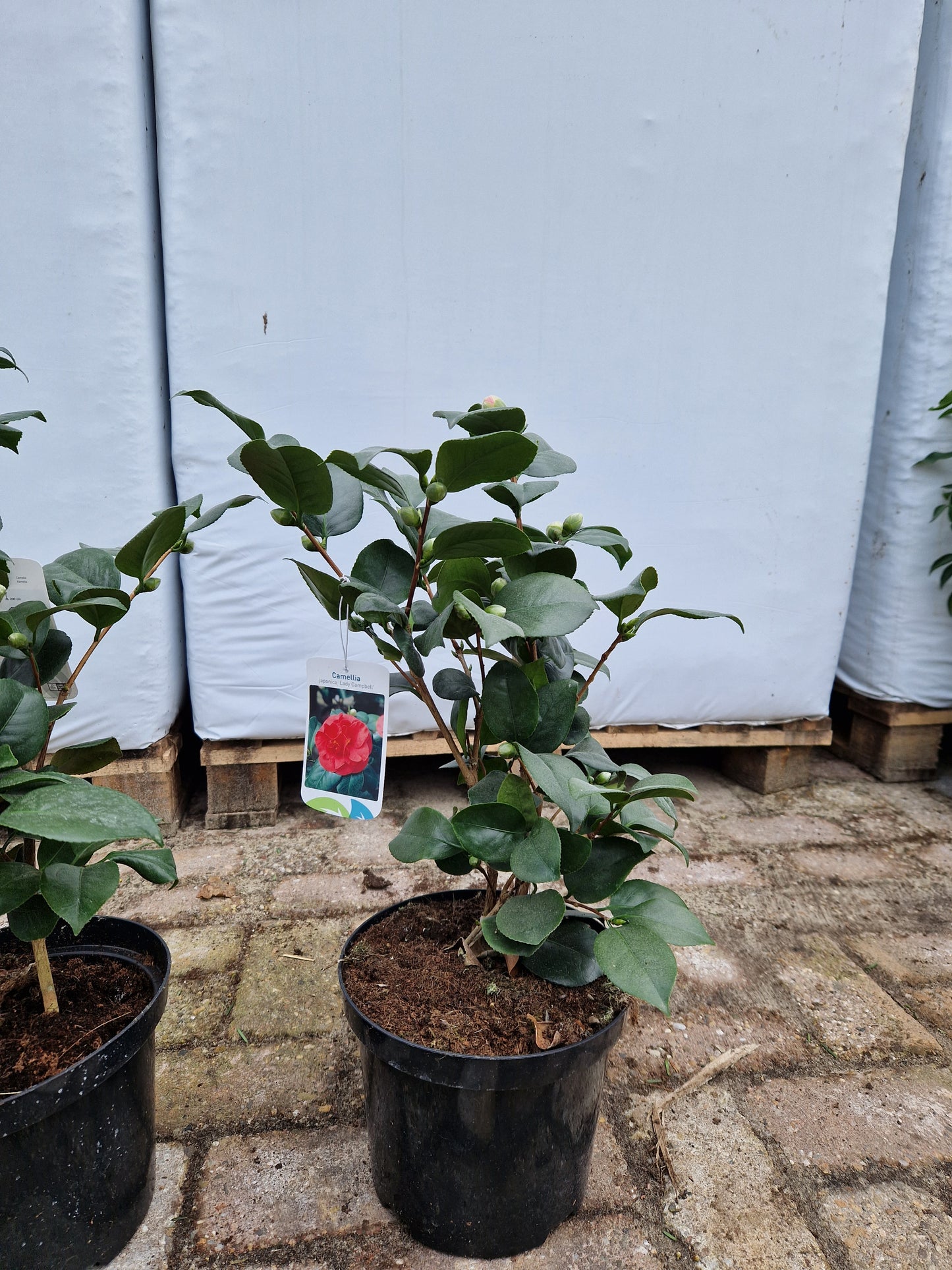 Camellia Japonica Lady campbell