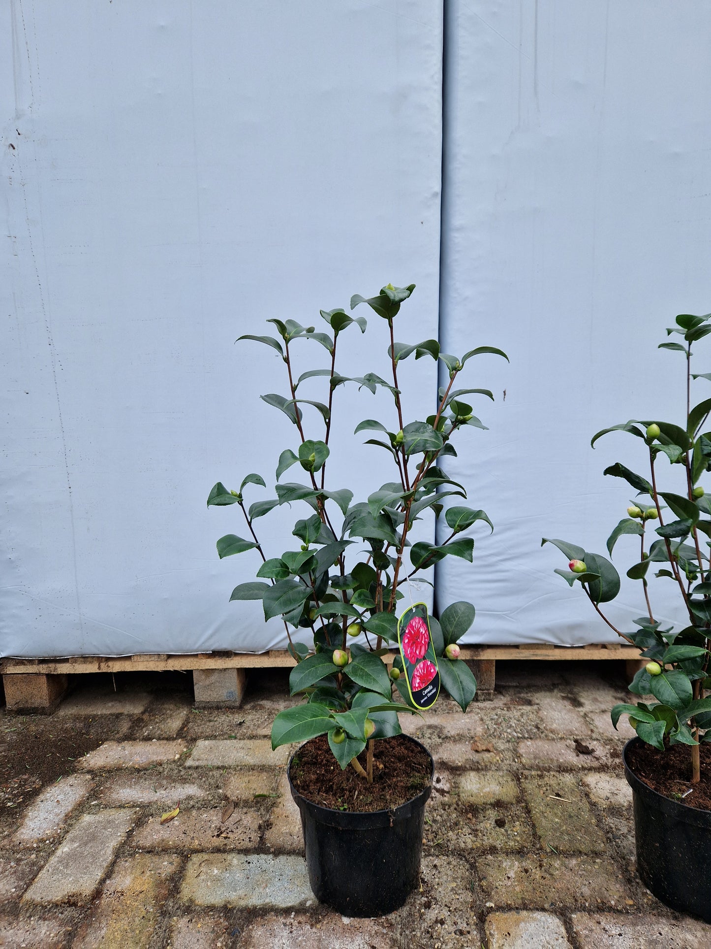 Camellia Japonica Orandako