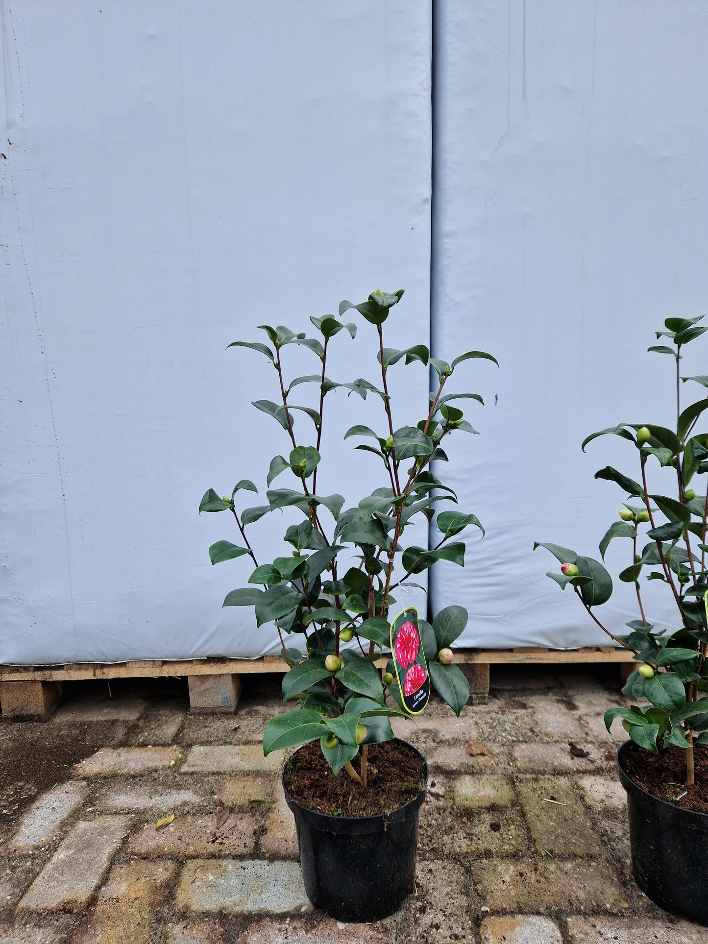 Camellia Japonica Orandako