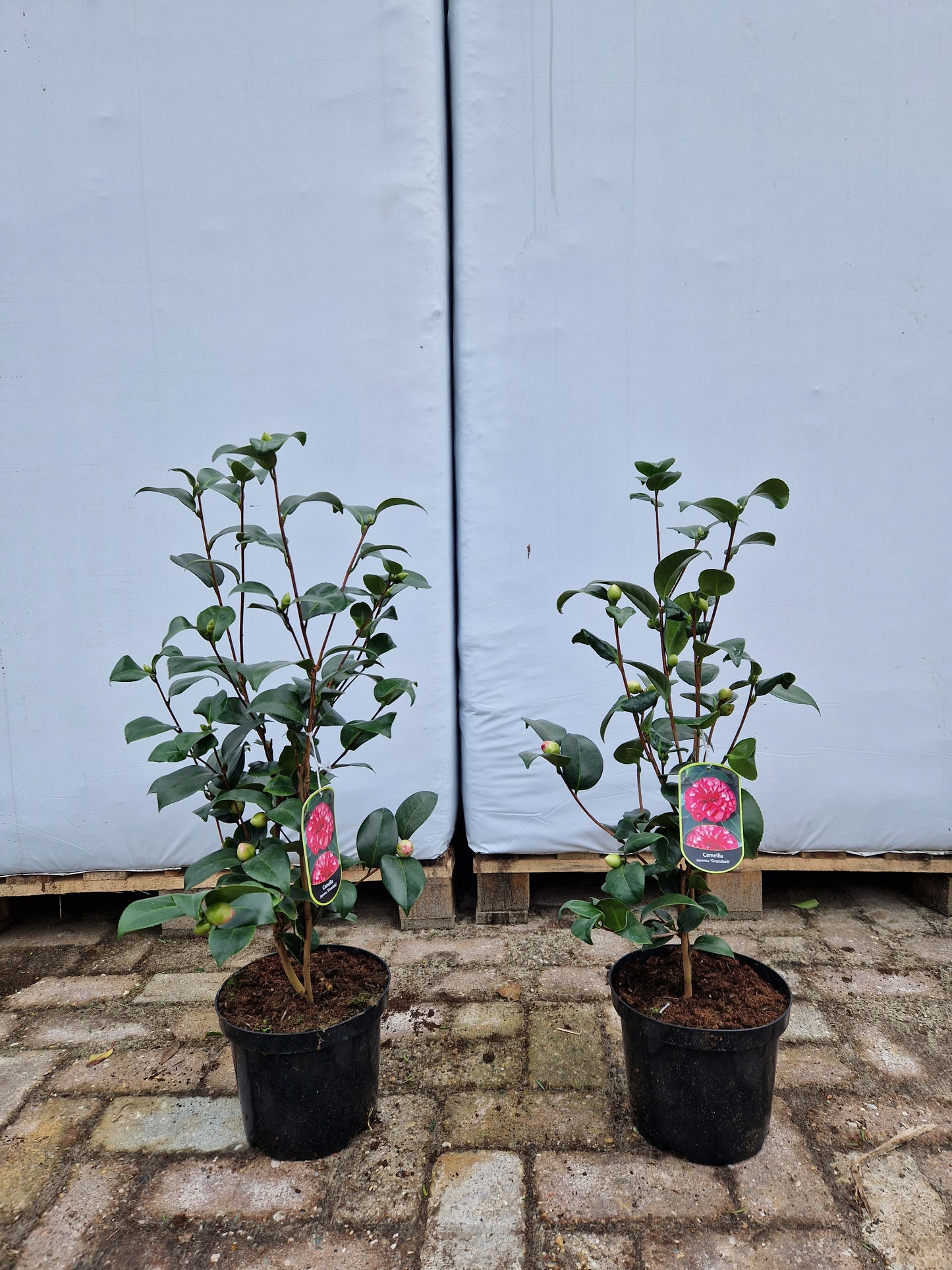 Camellia Japonica Orandako